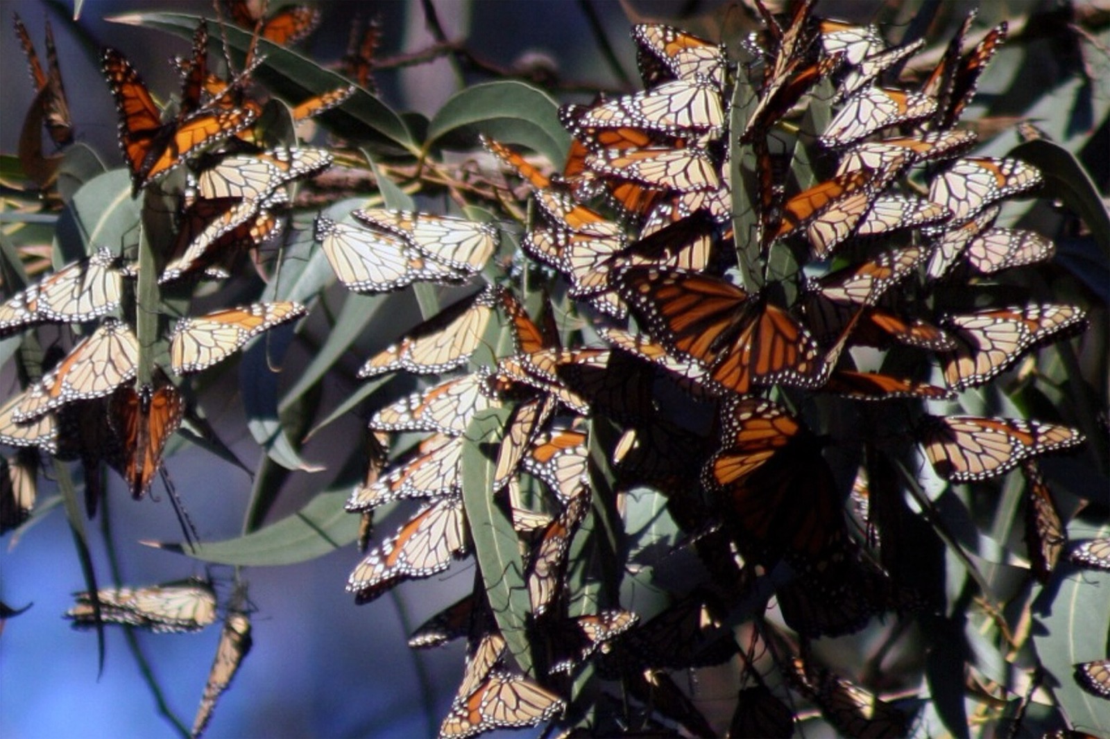 Monarch butterflies clustered on branches at a coastal California overwintering grove