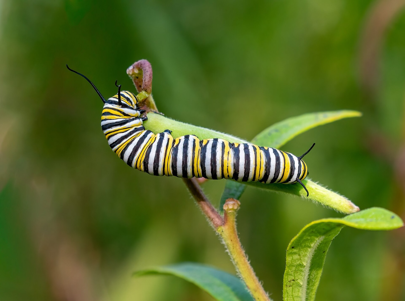 A yellow, white and black striped monarch caterpillar on a milkweed stem