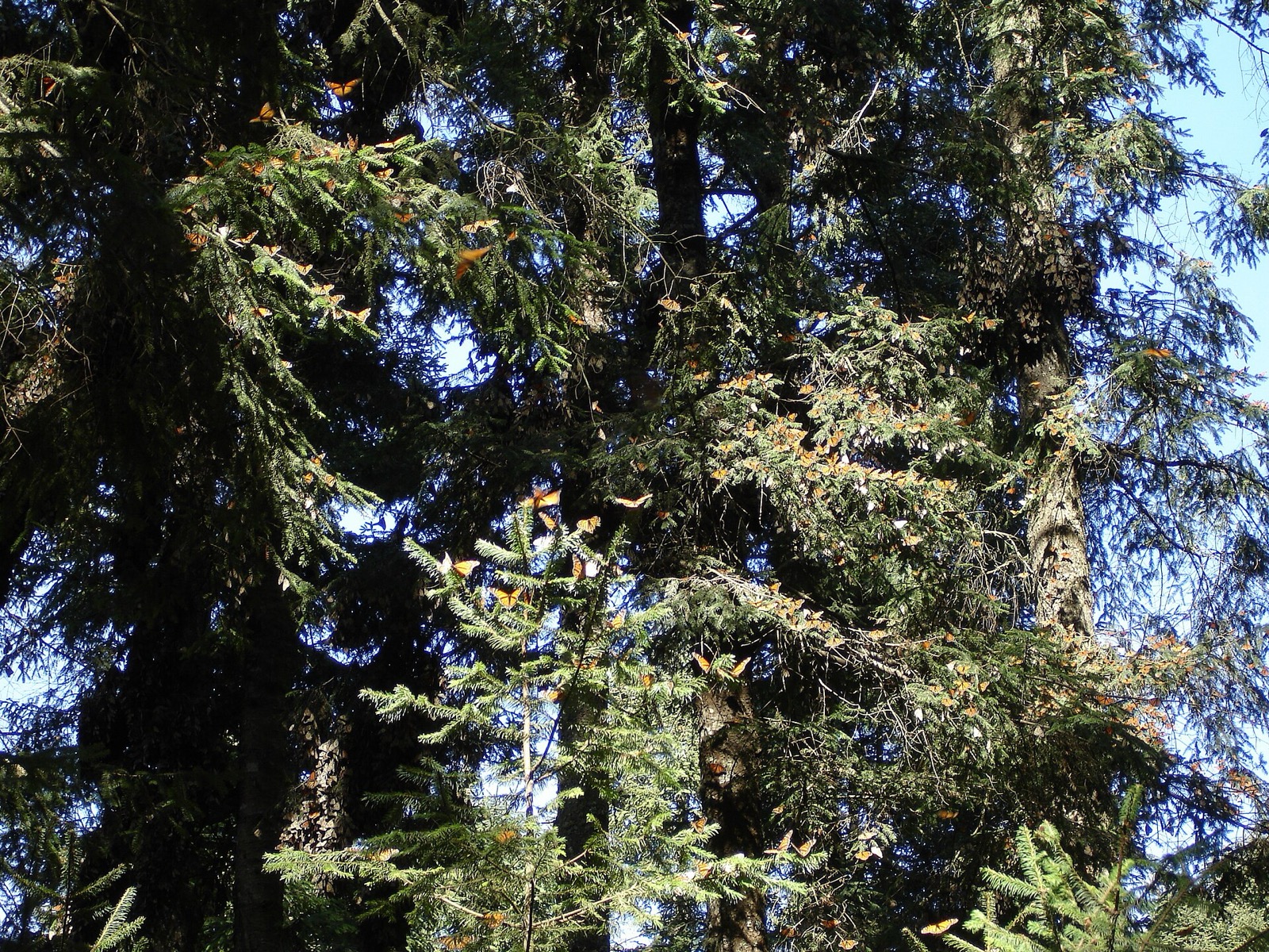 Dense masses of monarch butterflies covering oyamel fir branches at a Mexican overwintering colony