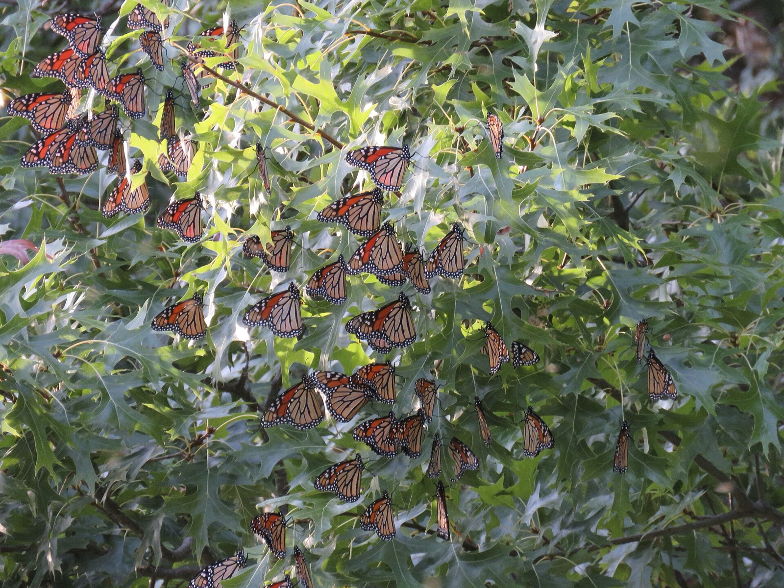 A dense cluster of monarch butterflies roosting together on a tree branch