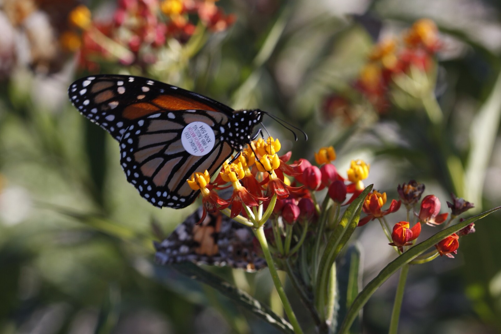 A monarch butterfly with a small circular identification tag attached to its hindwing