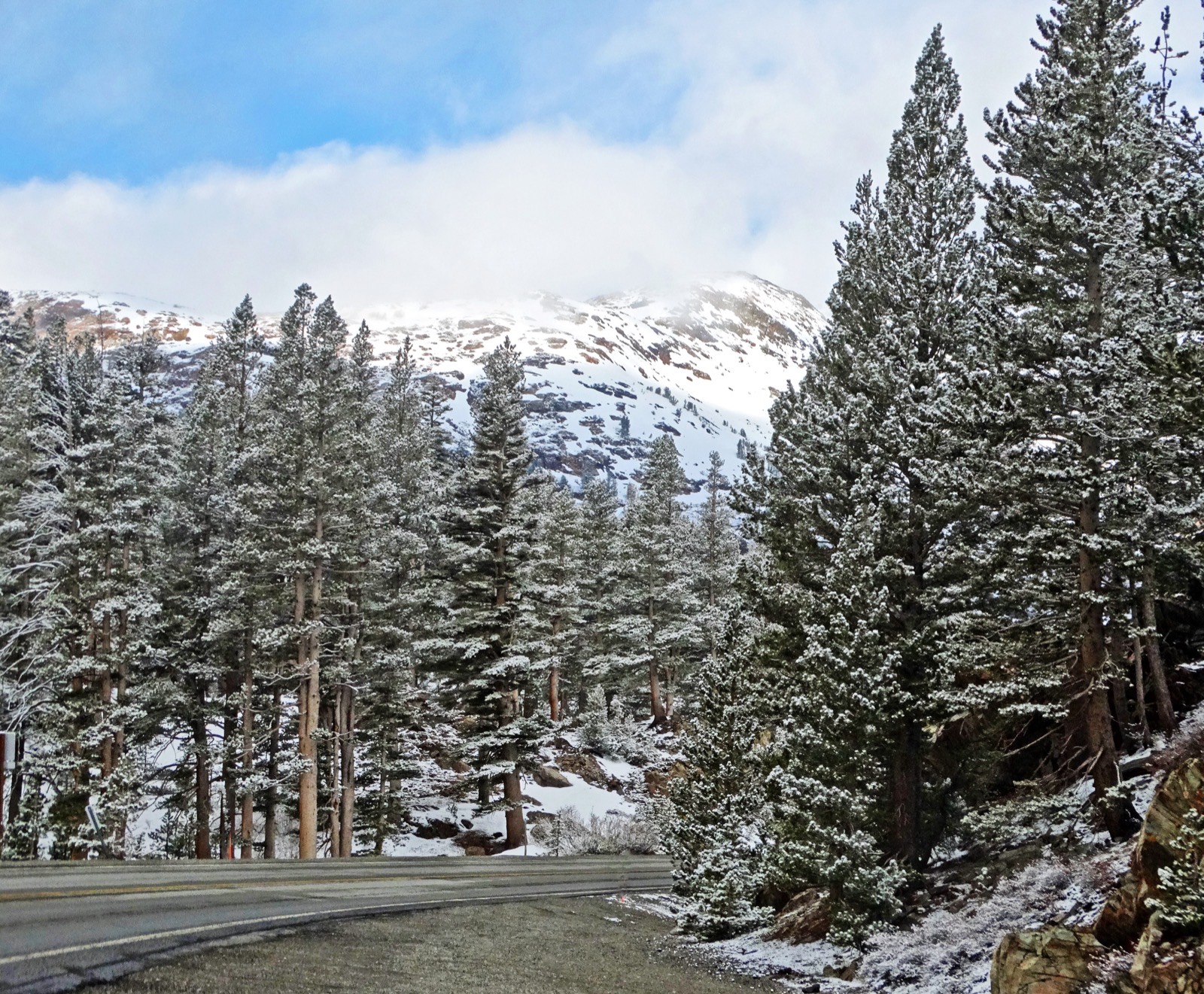Fresh snow on lodgepole pines beside the Tioga Road in Yosemite with a snow-covered peak behind, photographed in late May