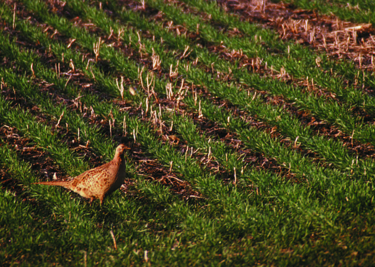 A brown speckled hen pheasant walking through rows of young green wheat with old stubble between them