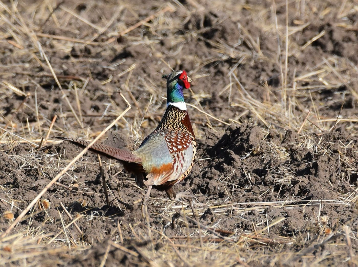 A rooster ring-necked pheasant with a red face, green head and white neck ring standing on disced soil and broken straw