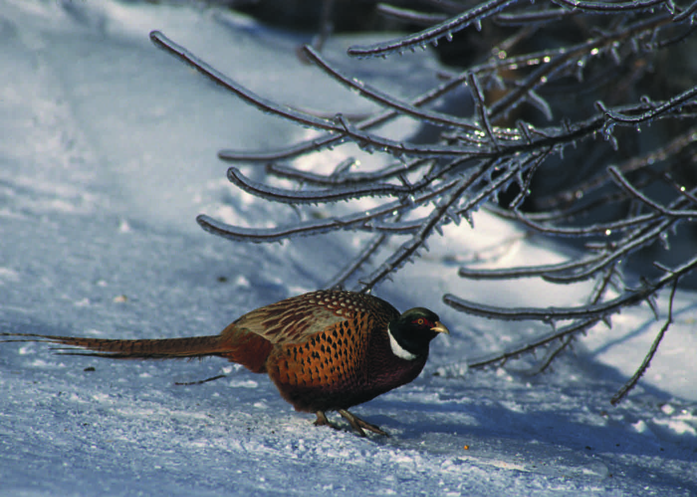 A rooster pheasant crouched on packed snow beneath ice coated shrub branches, its copper body and dark green head lit by low sun