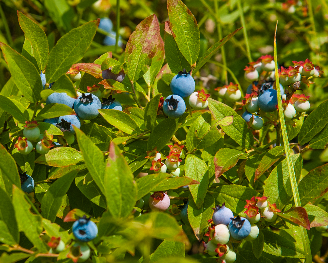 Close view of a wild lowbush blueberry plant with ripe blue and unripe green berries among green leaves