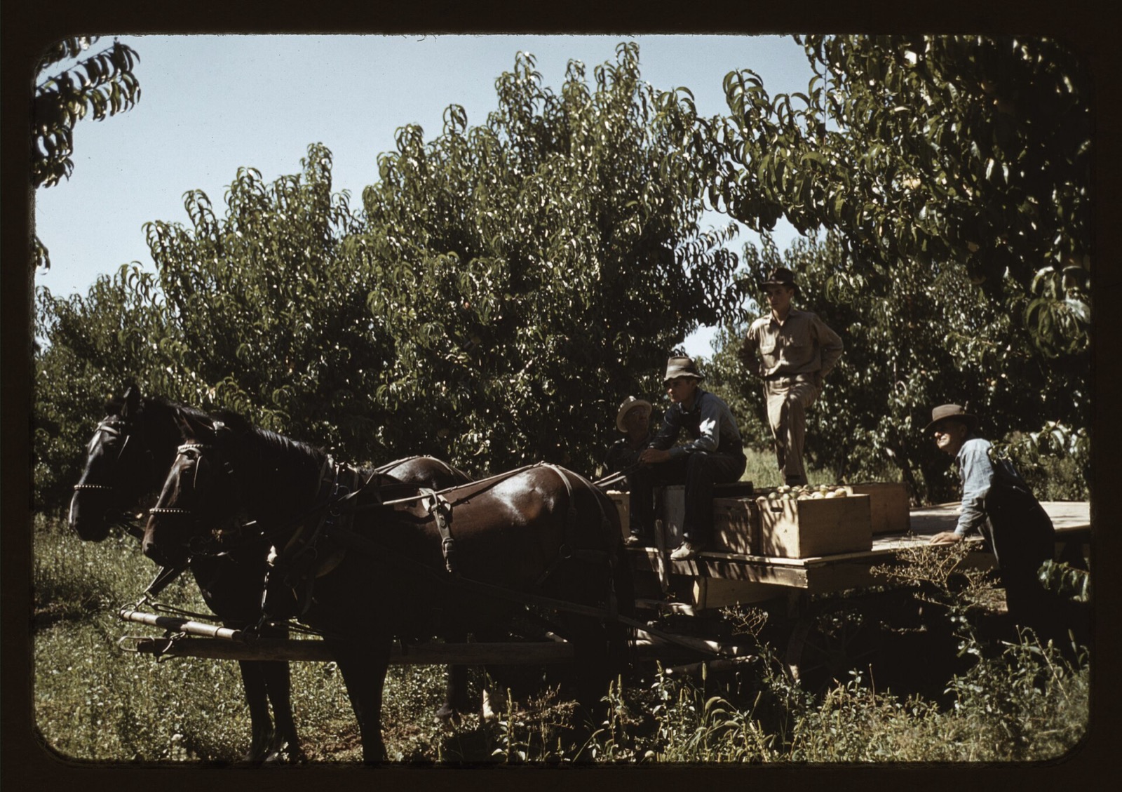 Four men loading wooden crates of peaches onto a horse drawn wagon in a Colorado orchard in 1940