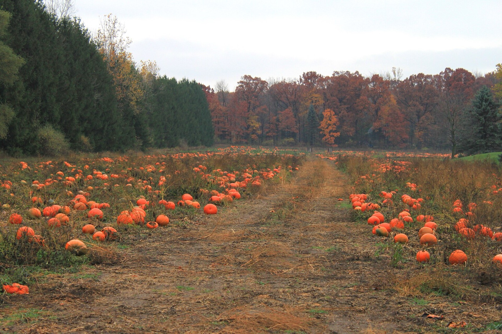 A Michigan pumpkin patch in late October, orange pumpkins on dead vines with autumn woods behind