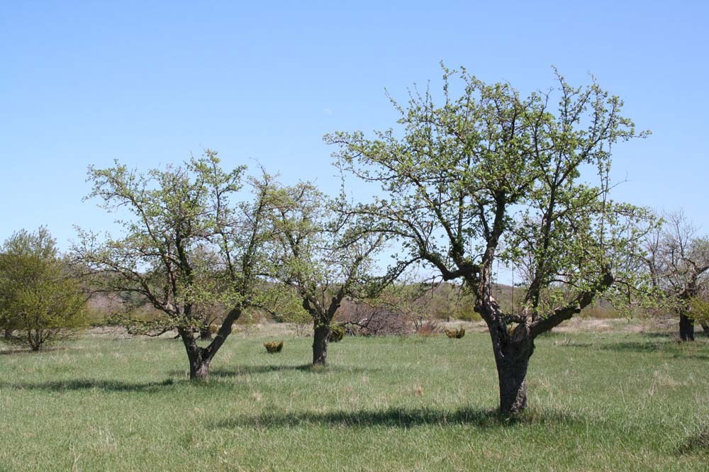 Old apple trees in a grass field just coming into leaf under a clear spring sky
