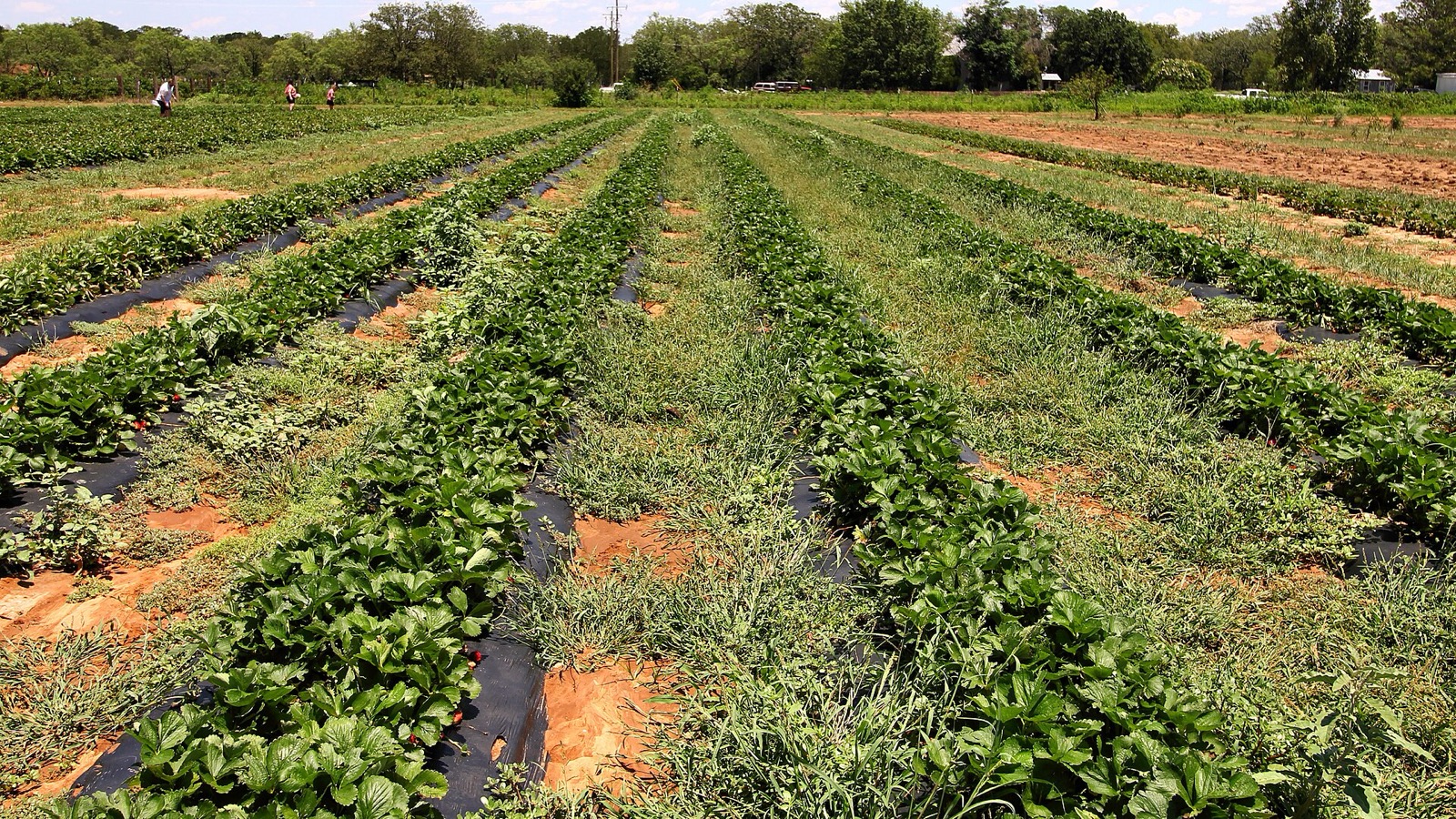Rows of strawberry plants on black plastic mulch in a Texas field, with a few red berries showing