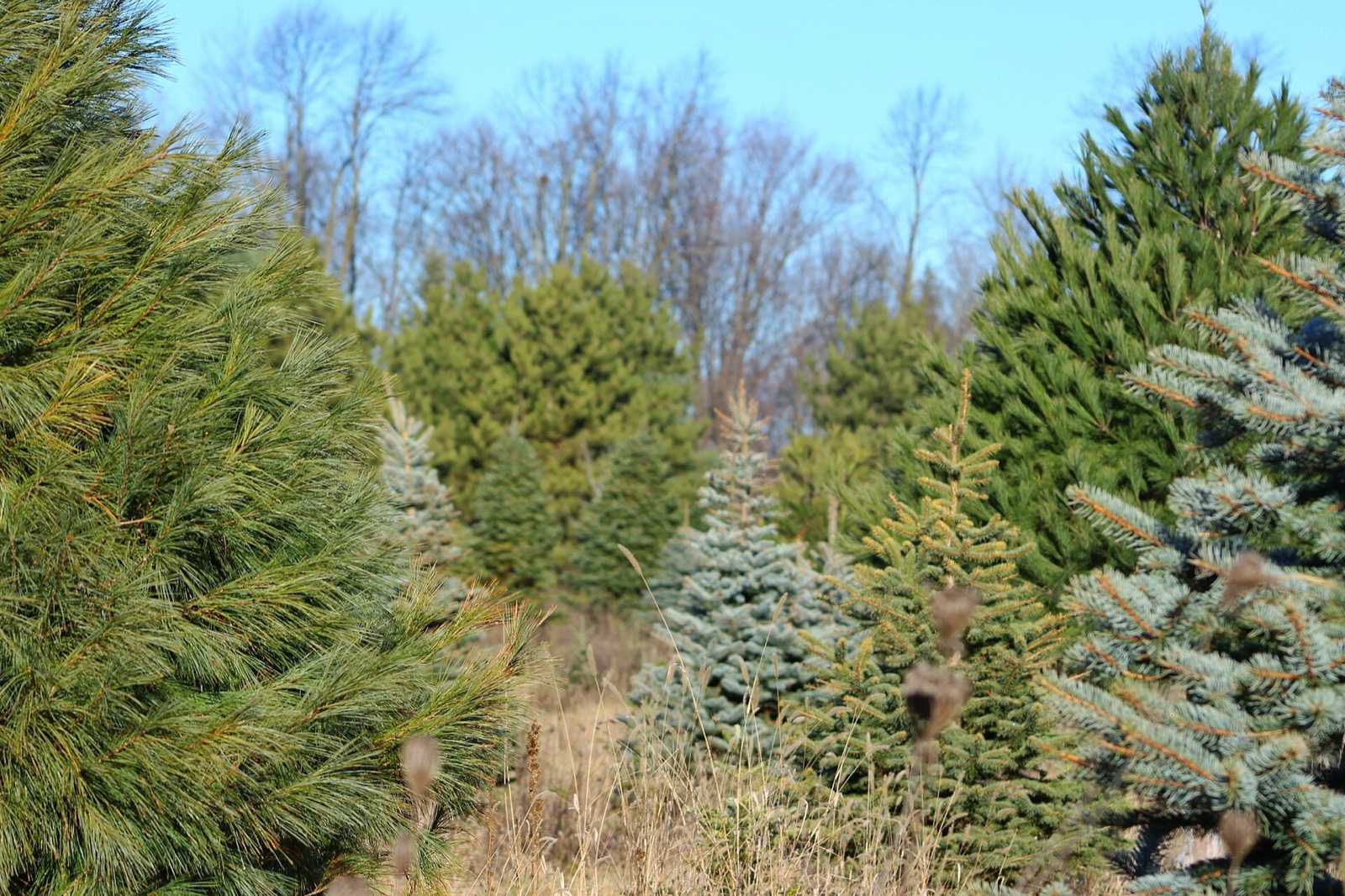 Rows of spruce, pine and fir at different heights on a Christmas tree plantation under a blue winter sky