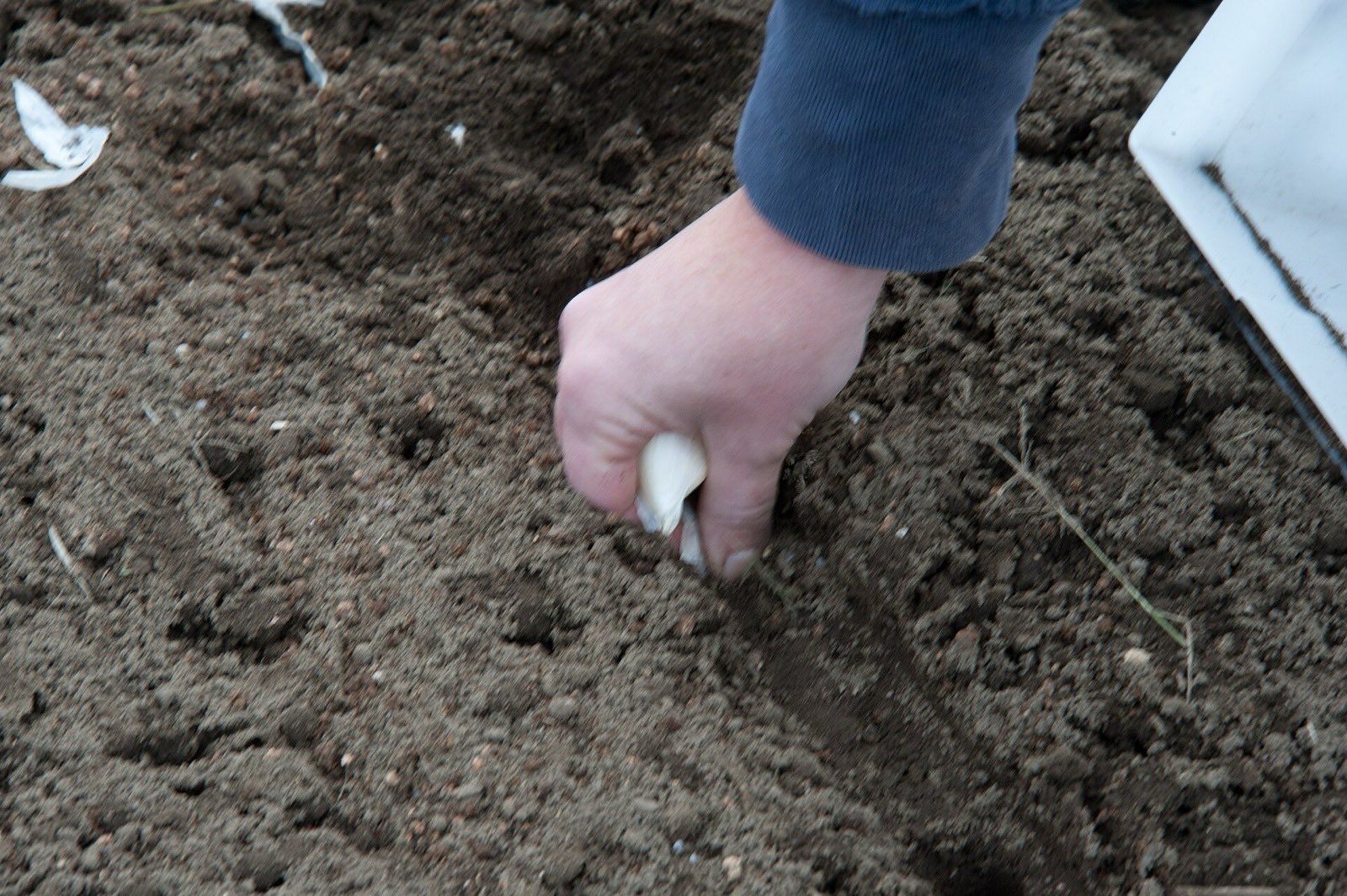 A hand pressing a single garlic clove into loose, freshly tilled brown soil