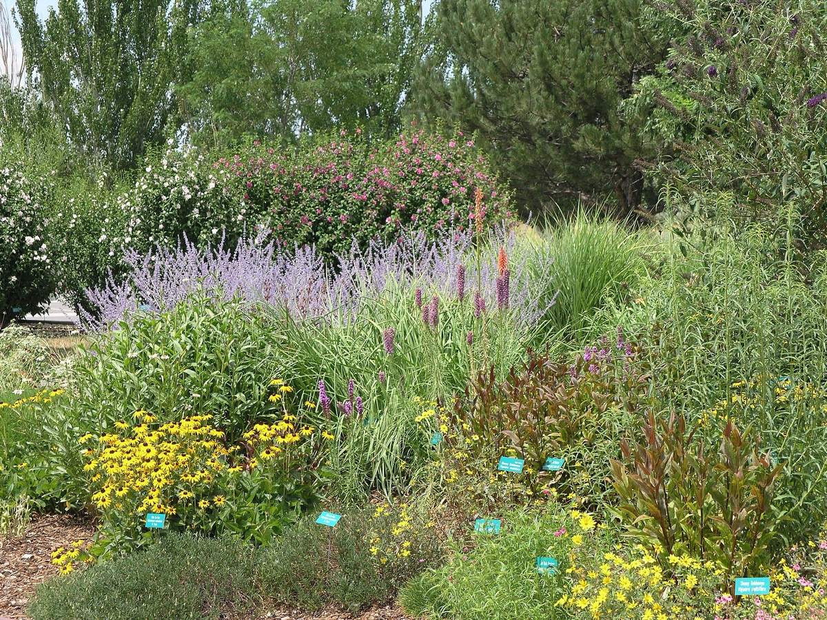 A summer perennial border of yellow black-eyed Susans, purple liatris spikes and silvery Russian sage, with a rose of Sharon shrub behind and small plant labels in the bed