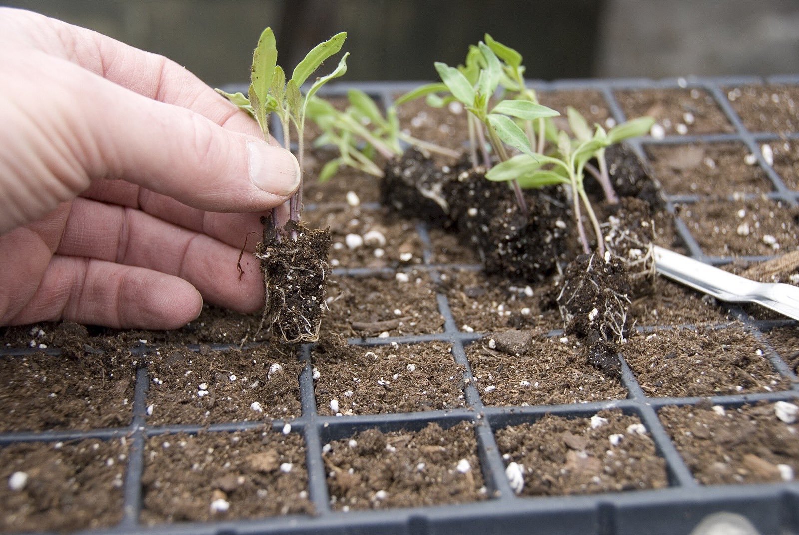 A hand lifting a clump of small tomato seedlings with their root plugs out of a black plastic cell tray