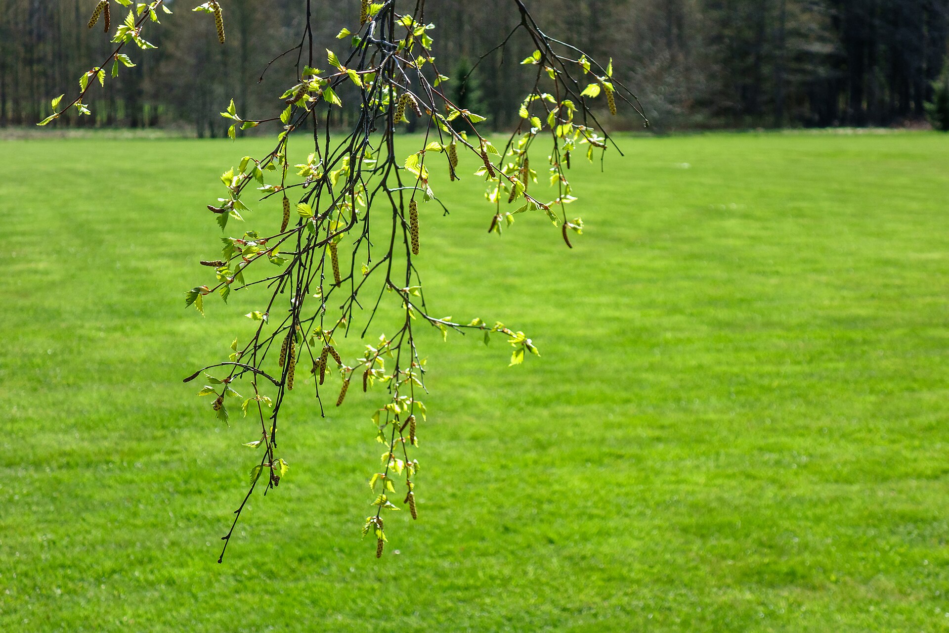 Birch branch with hanging catkins and fresh spring leaves over a green field