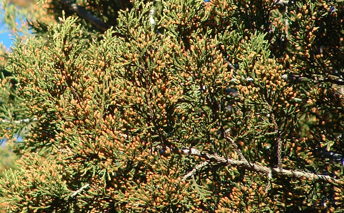 Ashe juniper foliage densely covered in amber pollen cones