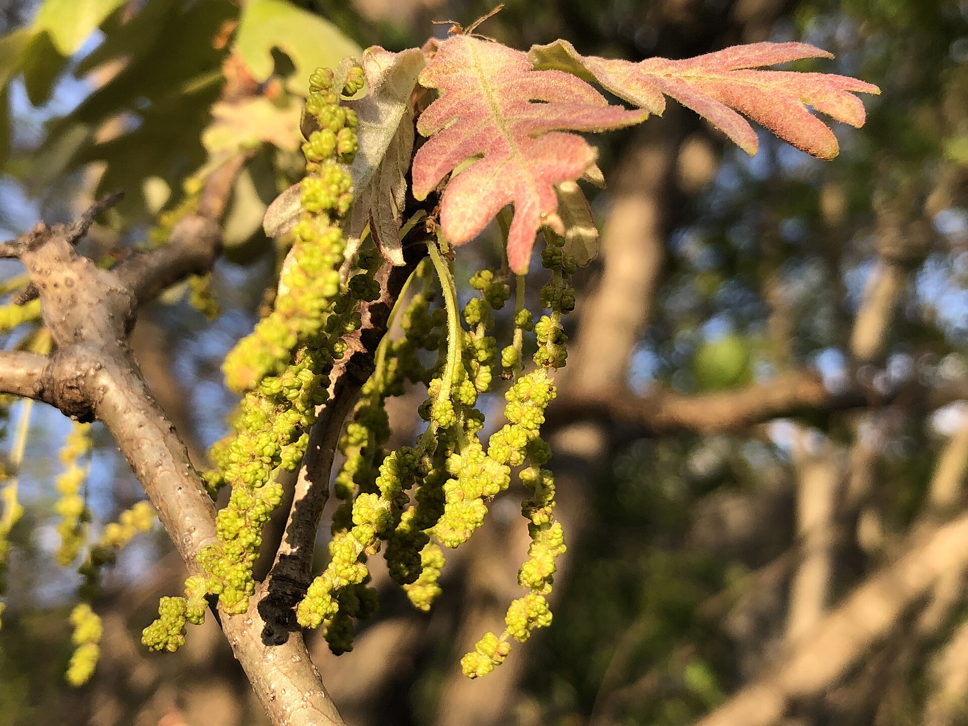 Yellow green male oak catkins hanging from a white oak branch beside new spring leaves