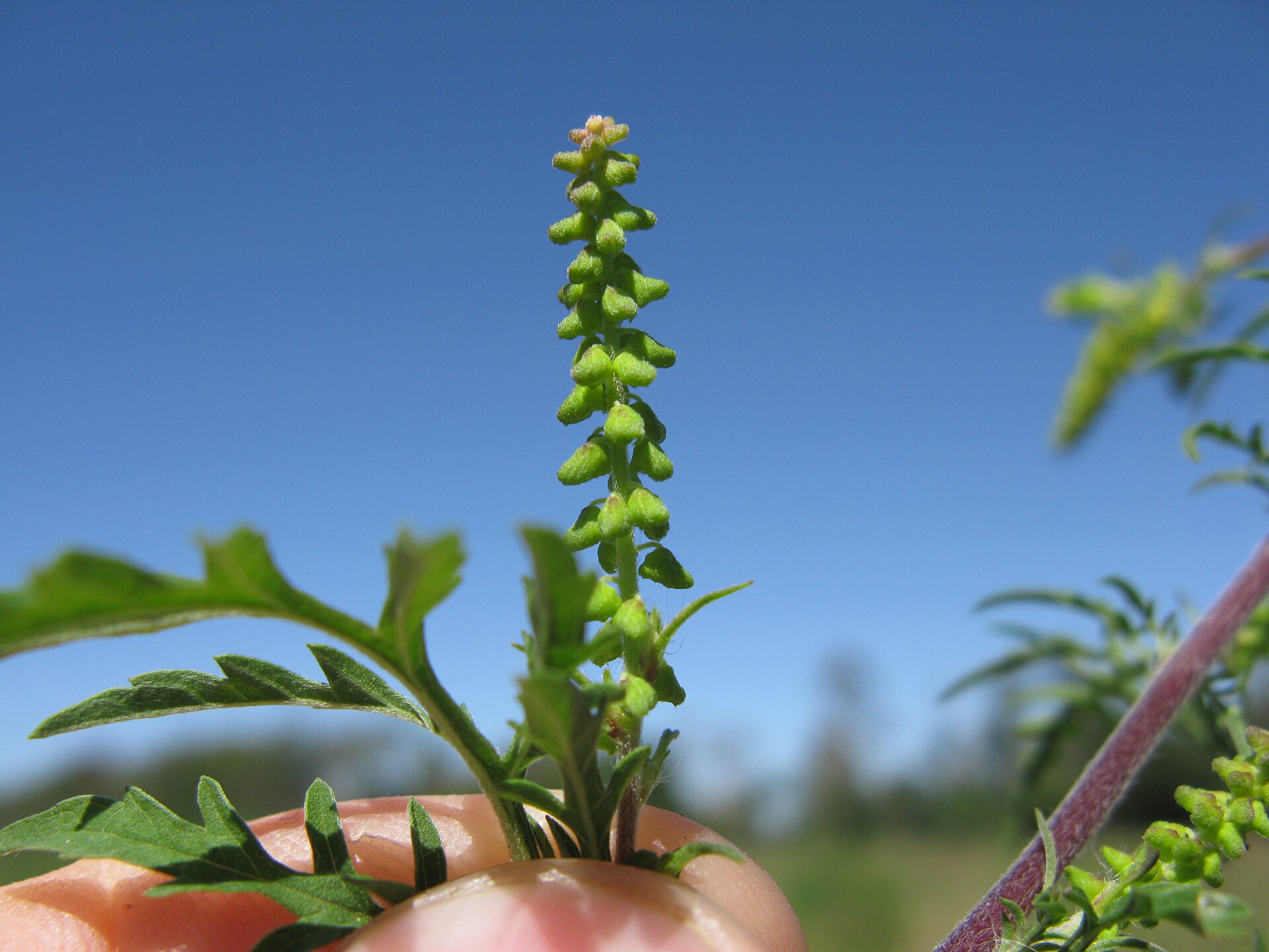 Common ragweed flower spike held upright against a clear blue sky