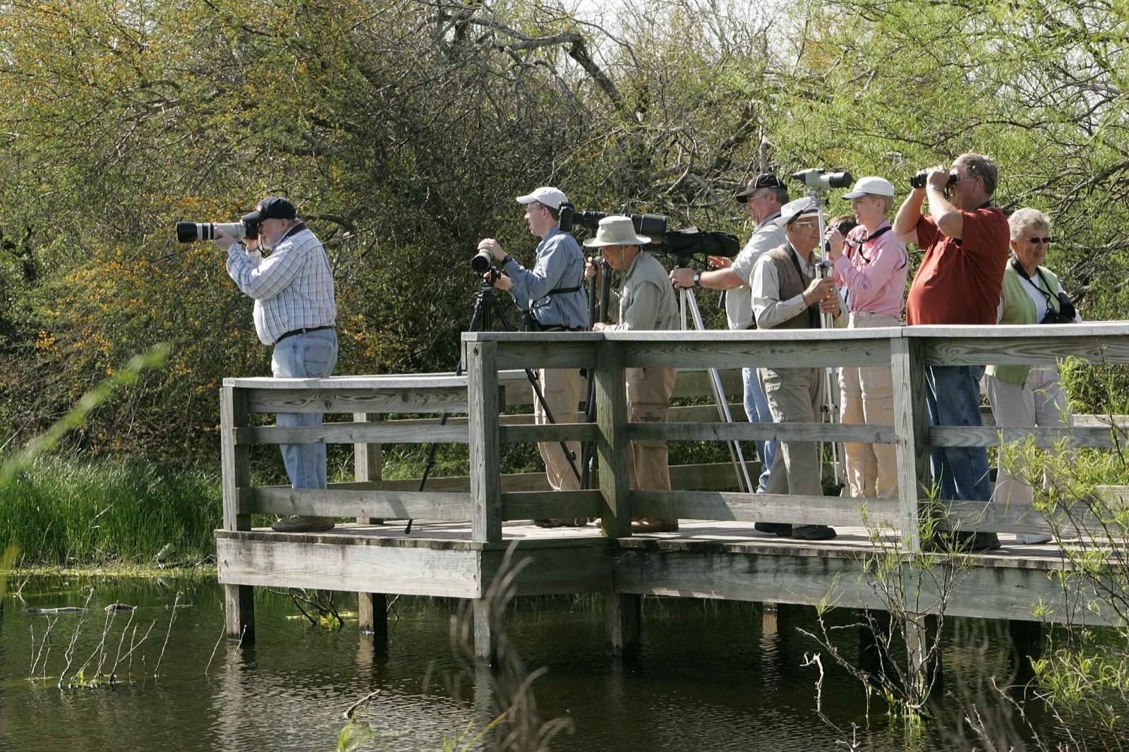 Nine birders and photographers on a wooden boardwalk over a marsh, with long lenses, a spotting scope and binoculars all pointed to the left, under spring trees