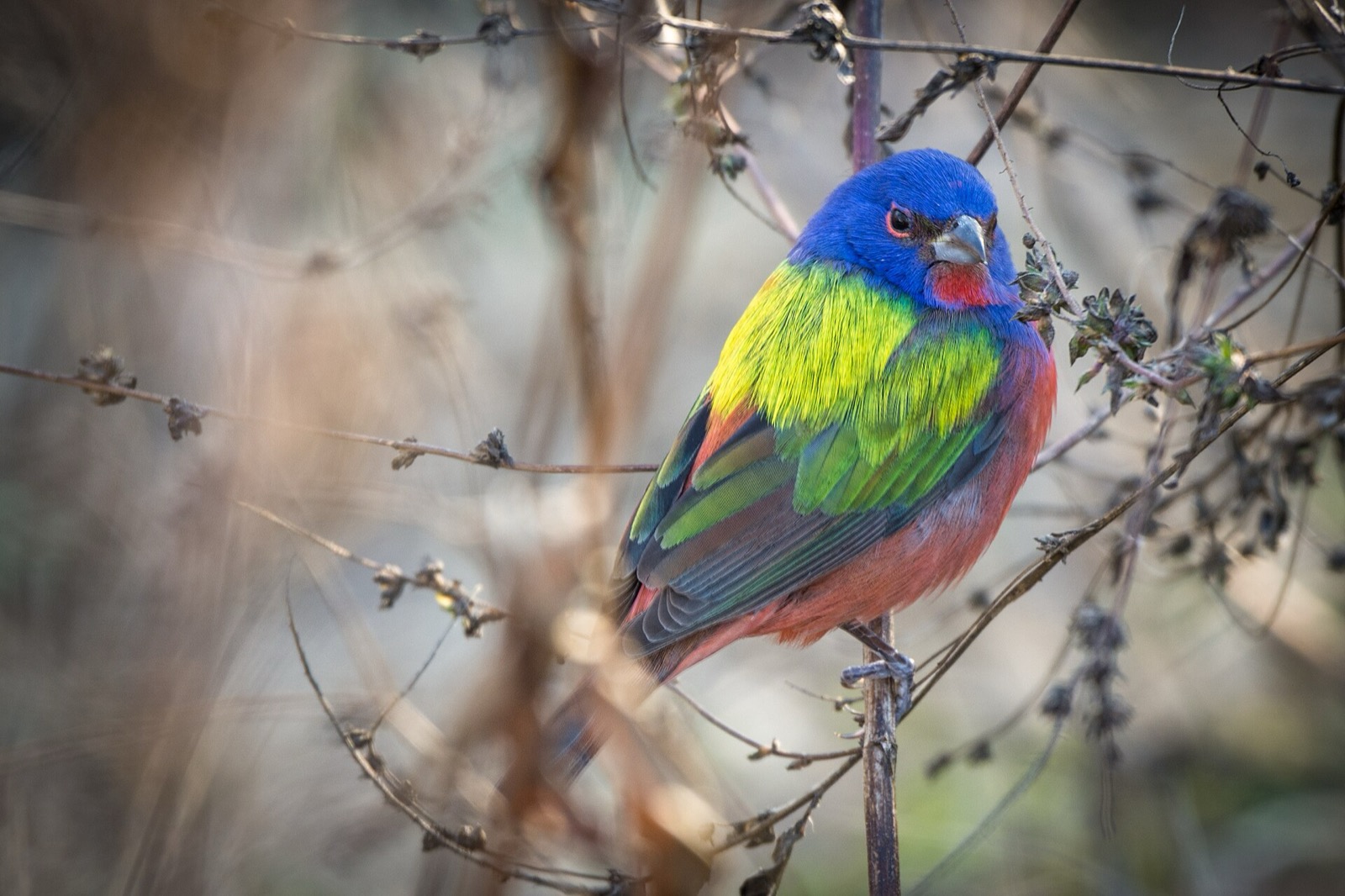 A male Painted Bunting, blue head, green back and red underparts, perched on a bare twig against a soft brown winter background