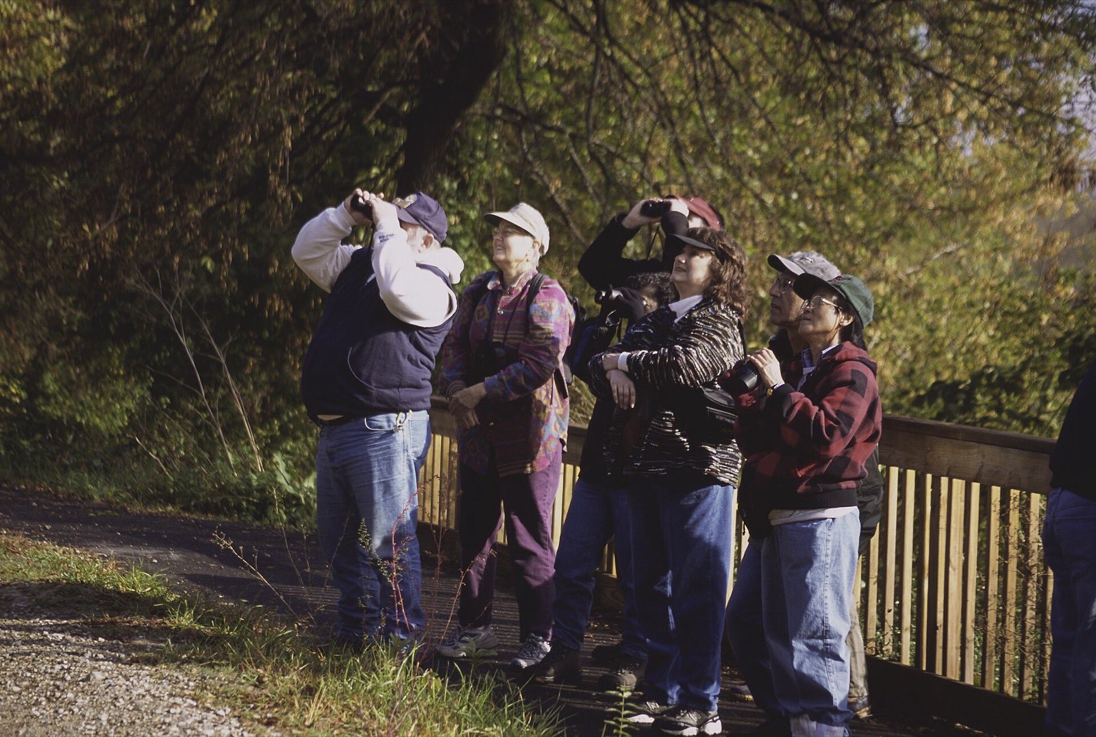 A small group of birders on a path beside a wooden rail, most raising binoculars toward the autumn trees above them