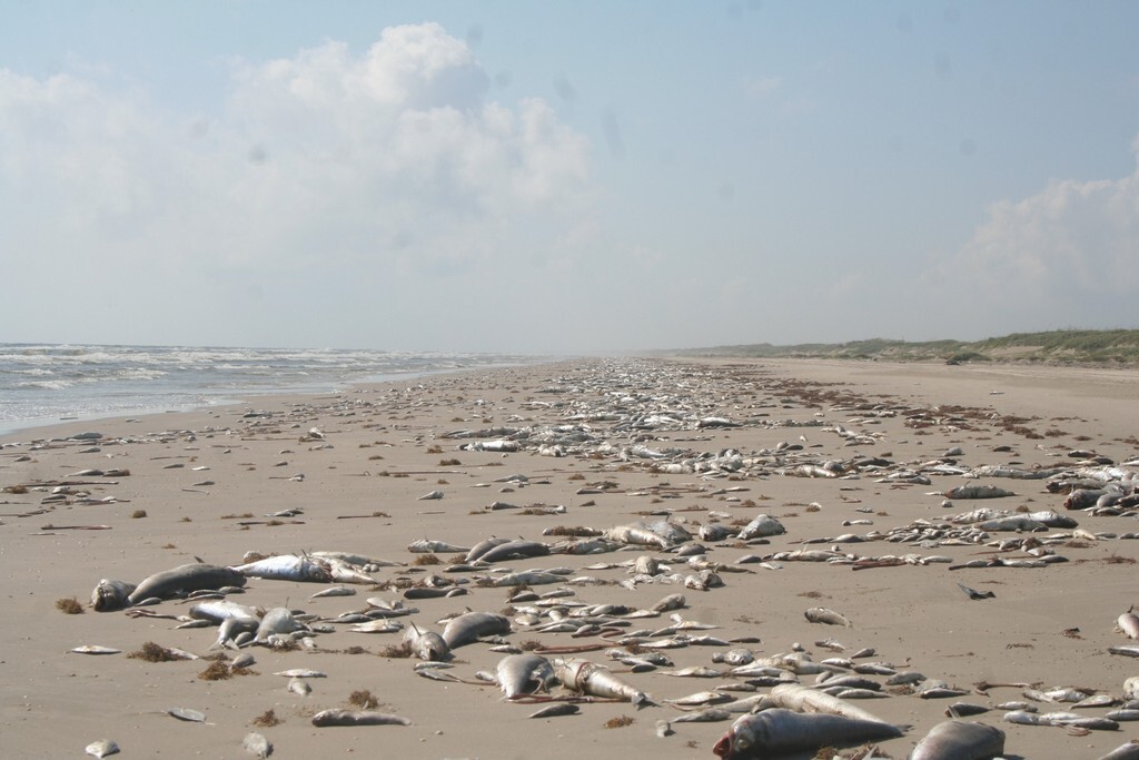 Hundreds of dead fish scattered along the wrack line of a long empty sand beach, running away to the horizon