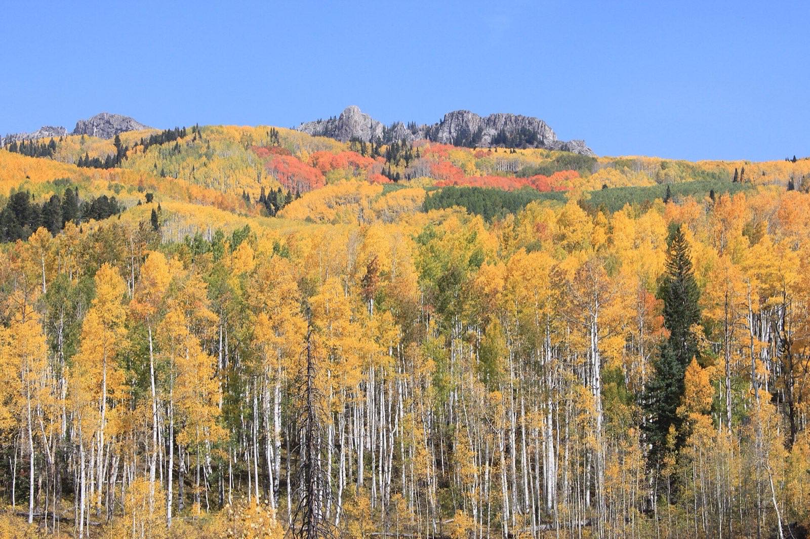 Aspen groves in full gold below the ridgeline at Kebler Pass