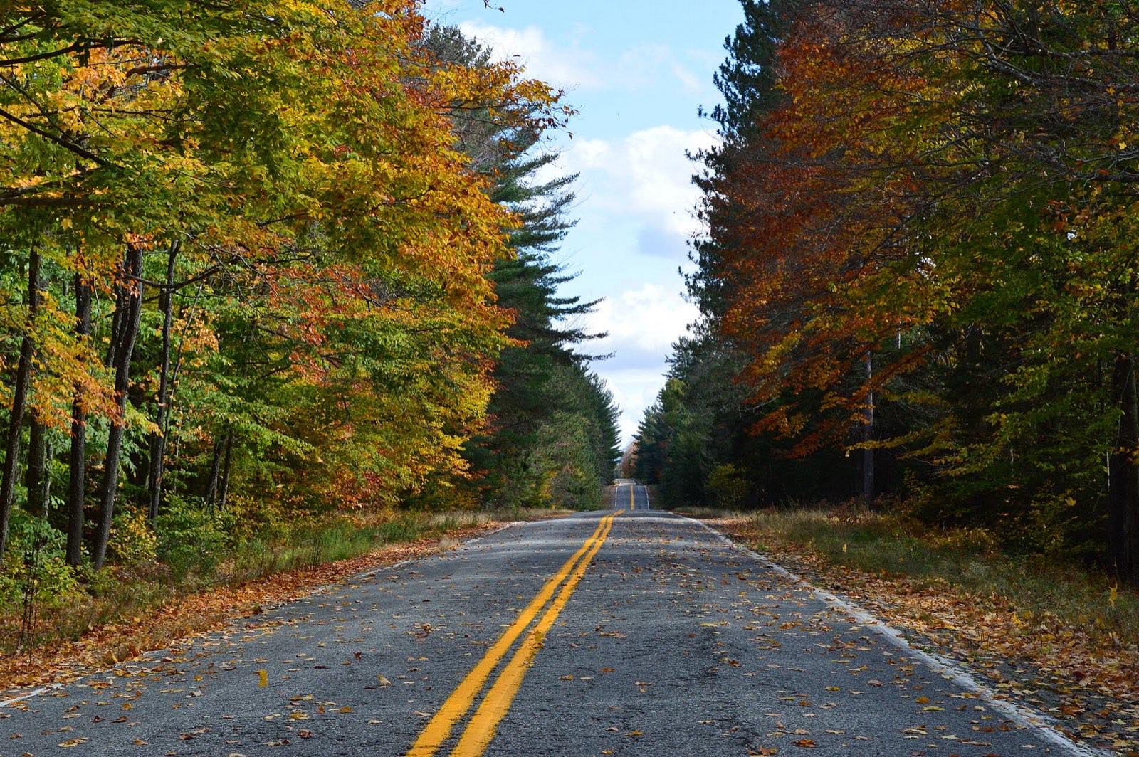 Leaf-covered road through peak fall color