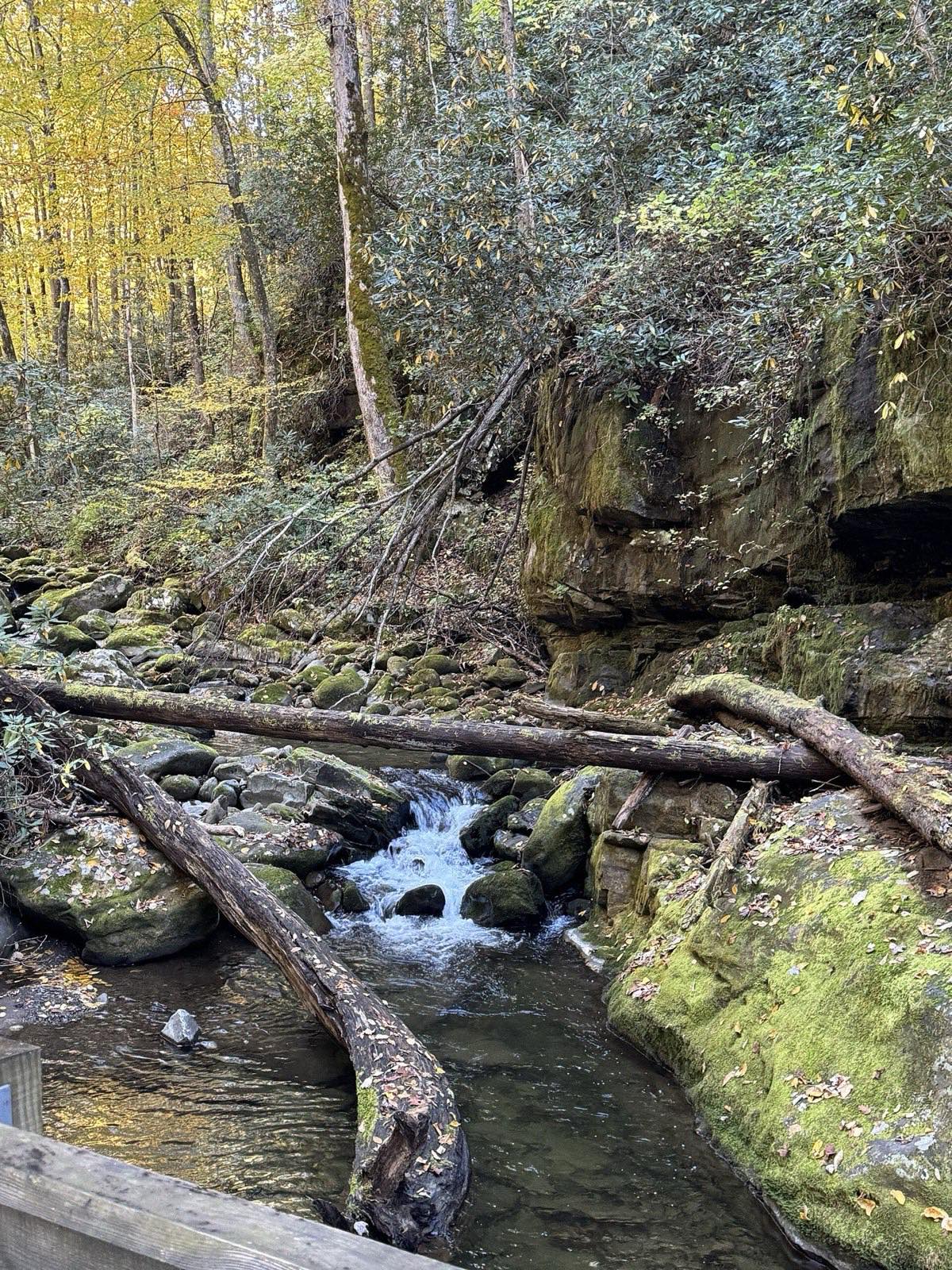 Mossy stream cascade along the Roaring Fork Motor Nature Trail