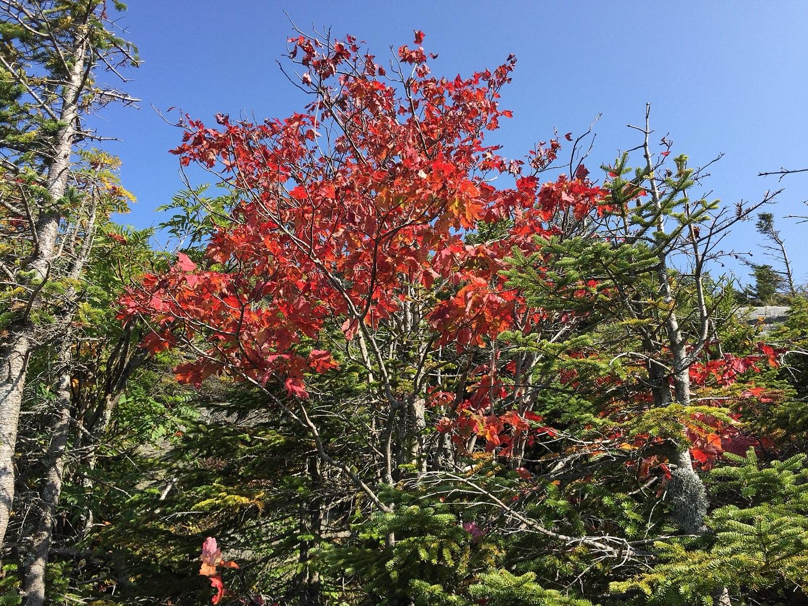 Red maple in early autumn color on the Maple Ridge Trail, Mount Mansfield, Stowe