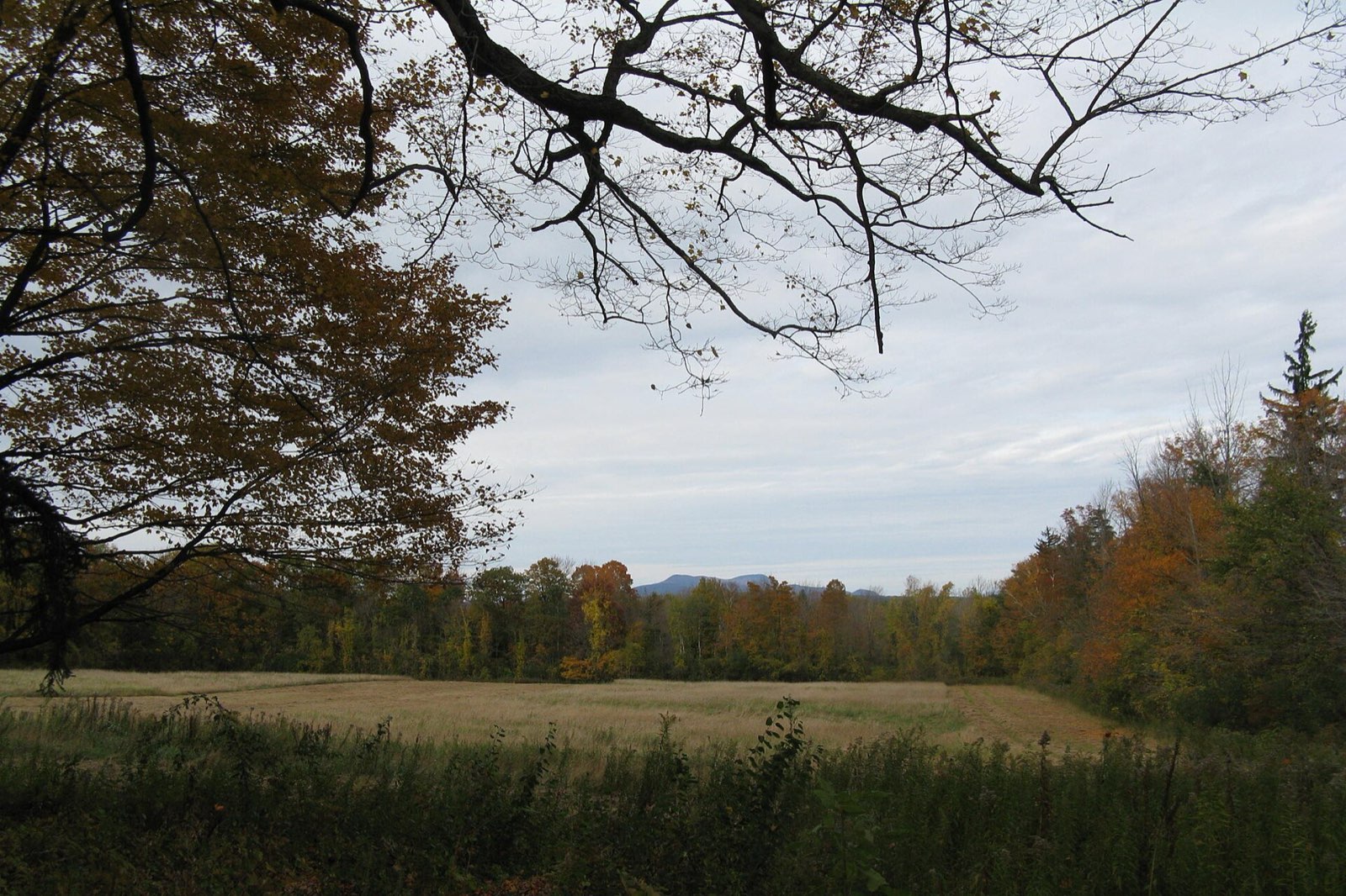 View toward Mount Greylock over autumn fields