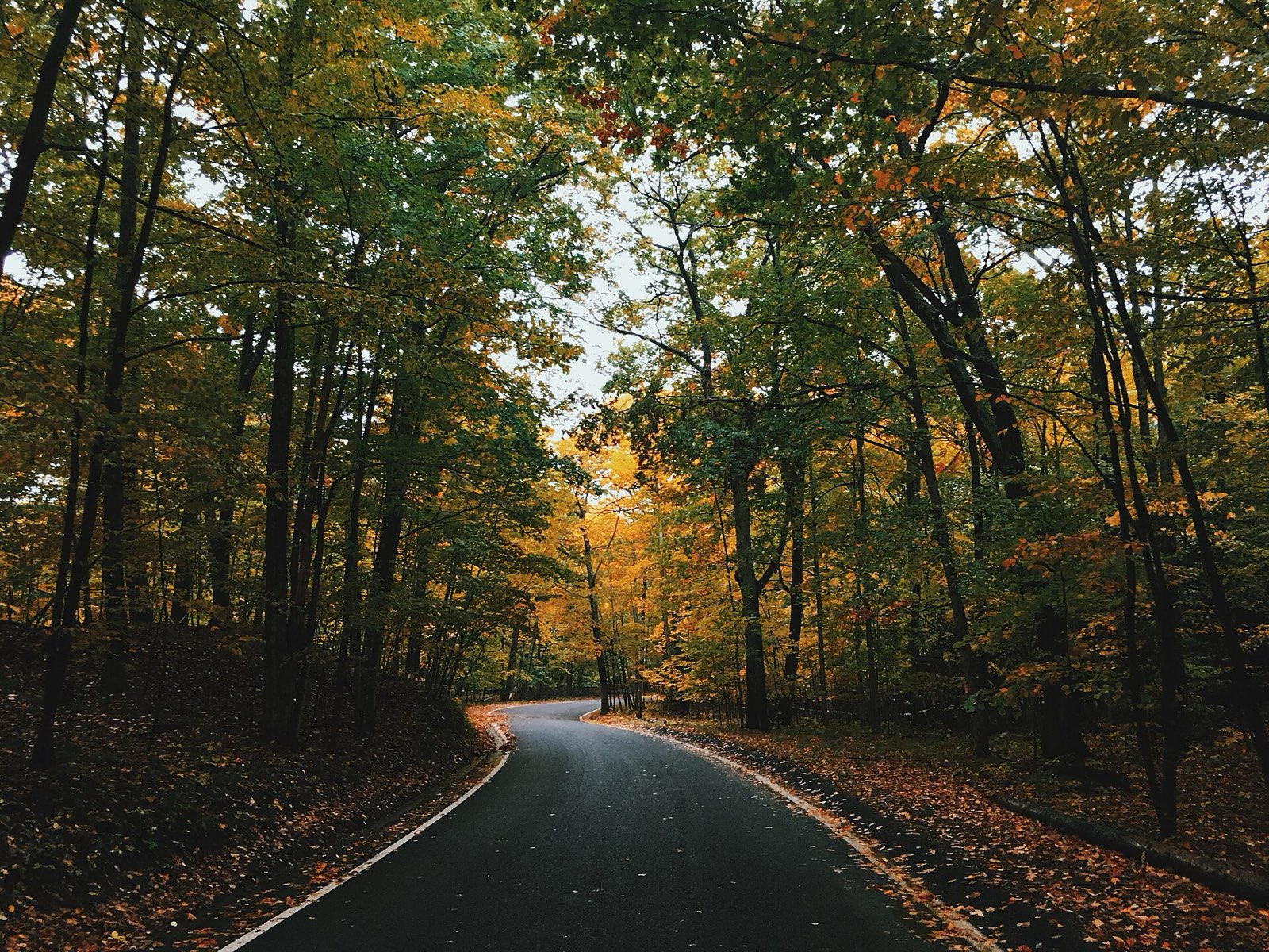 Two-lane road curving through a hardwood tunnel in fall