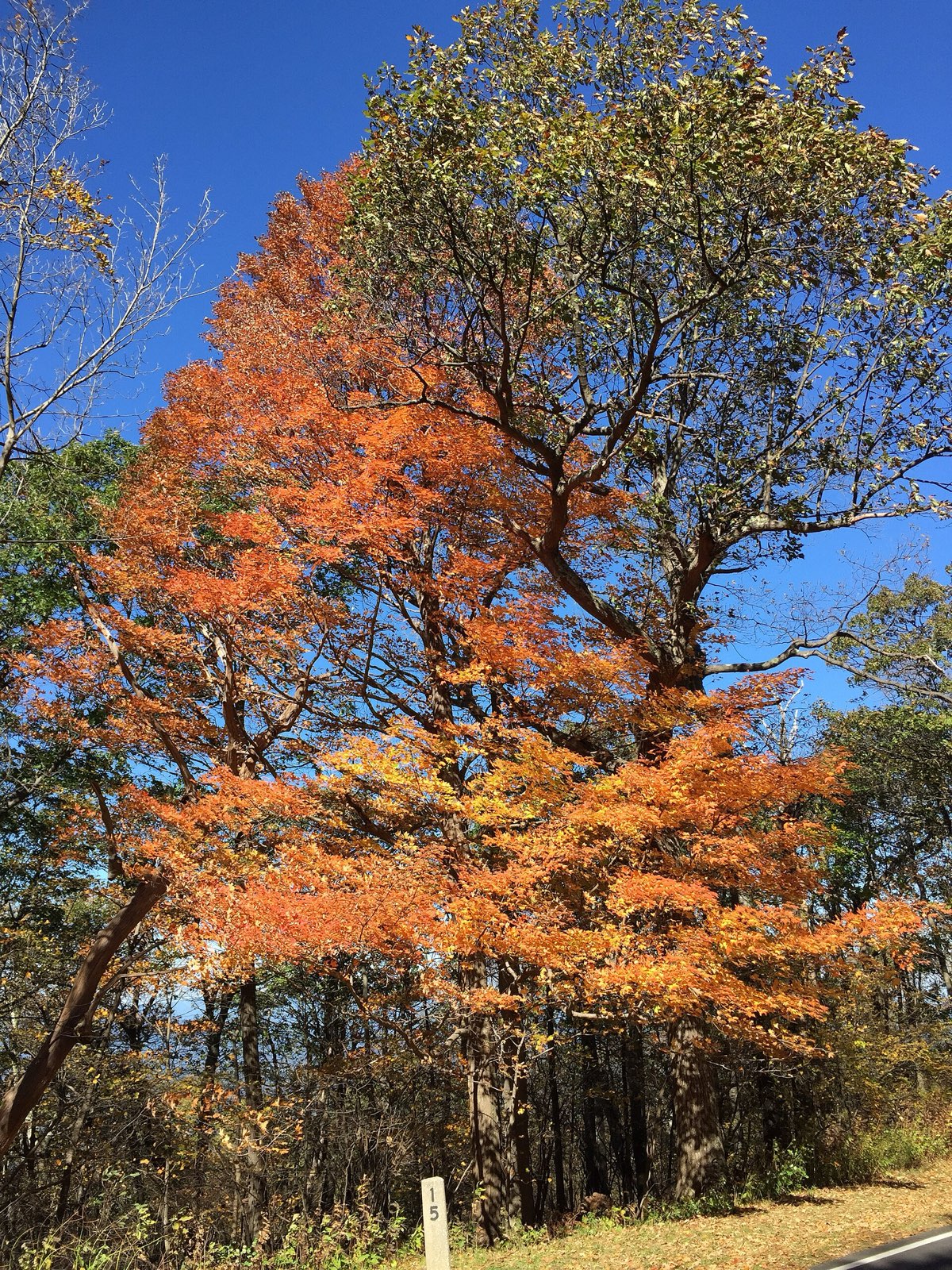 Sugar maple in full orange at a Skyline Drive overlook