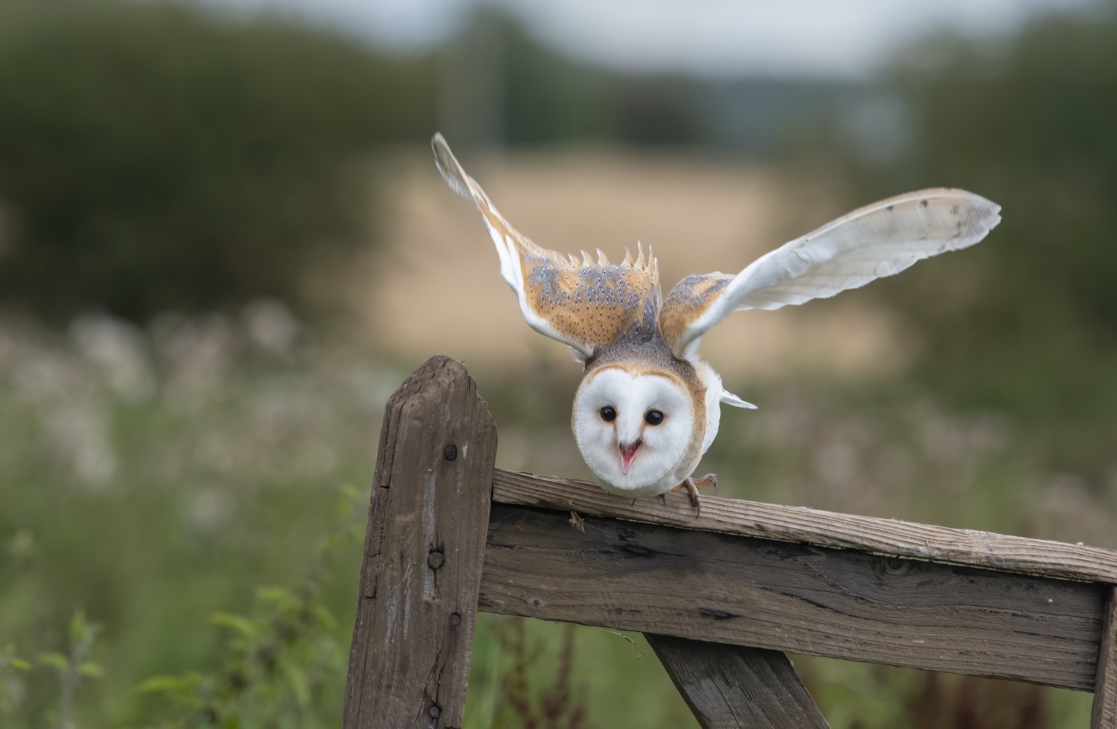 A barn owl lifting off from a wooden farm gate