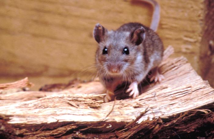 A deer mouse standing on split wood, showing large eyes, large ears and a white belly
