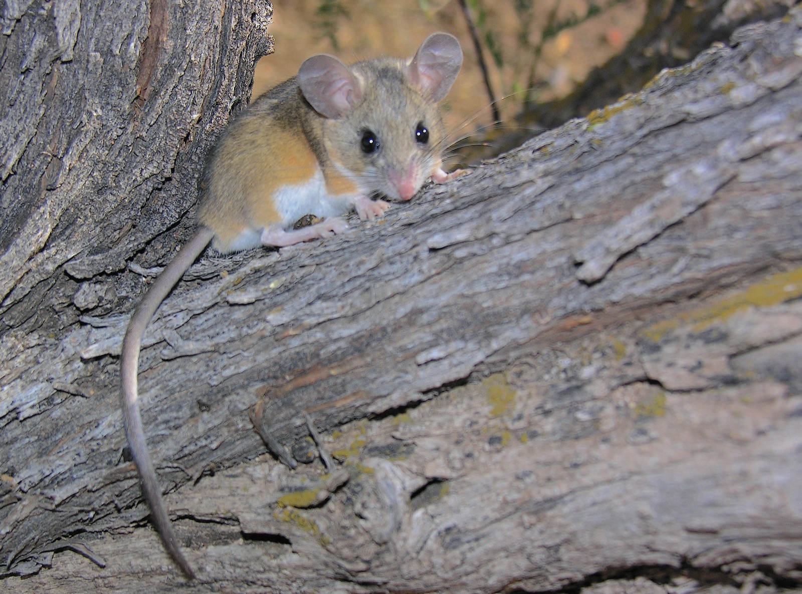 A deer mouse on a log, showing large eyes, large ears, a white belly and a sharply two toned tail