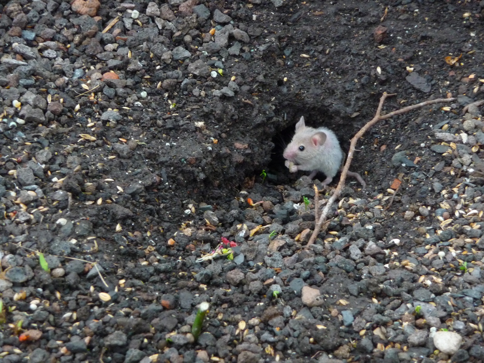 A house mouse emerging from a burrow opening in gravel and soil