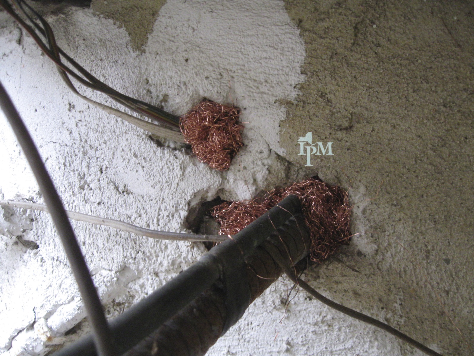 Copper wool packed tightly around two cable and conduit penetrations through a painted concrete wall