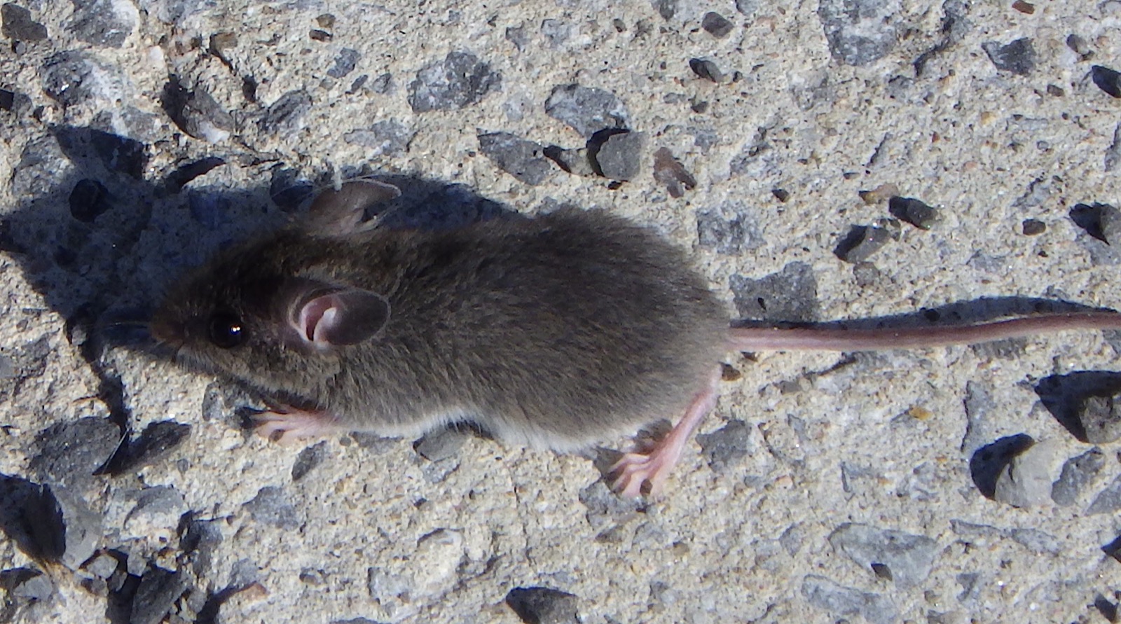 A house mouse on a concrete surface, seen from above, with its tail extended behind it