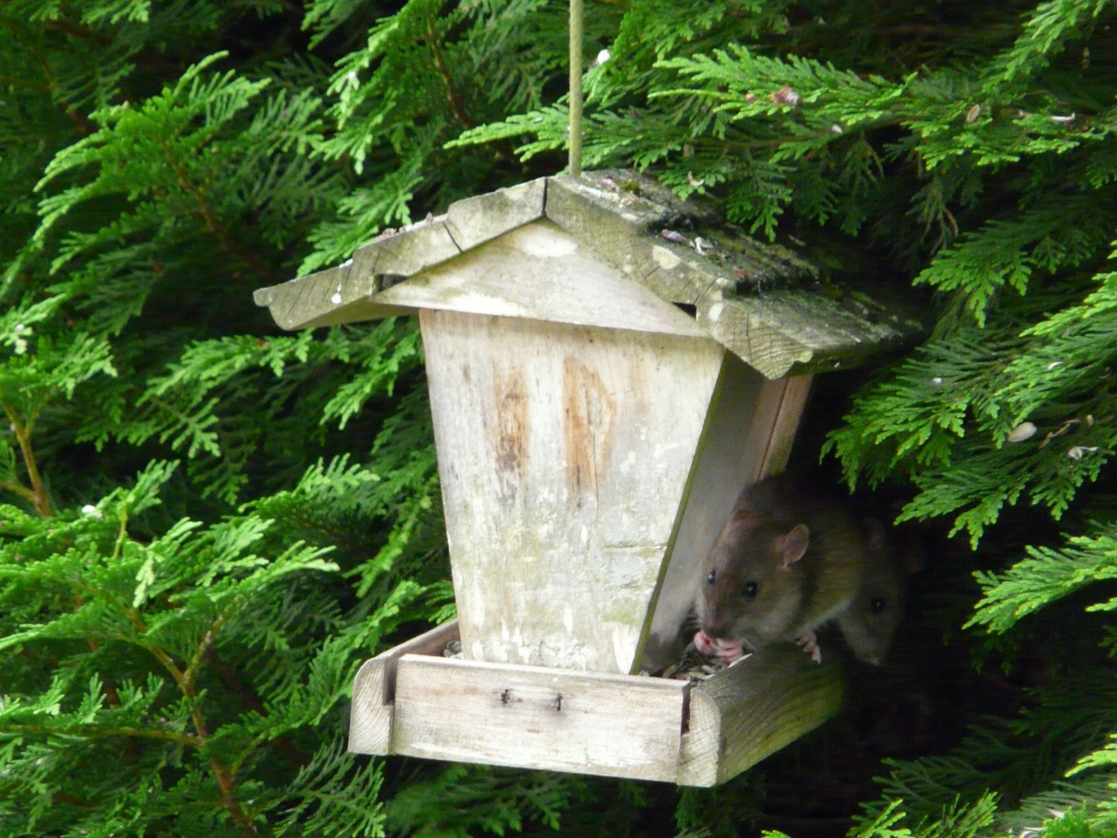 Two Norway rats feeding from a hanging wooden bird feeder in a hedge