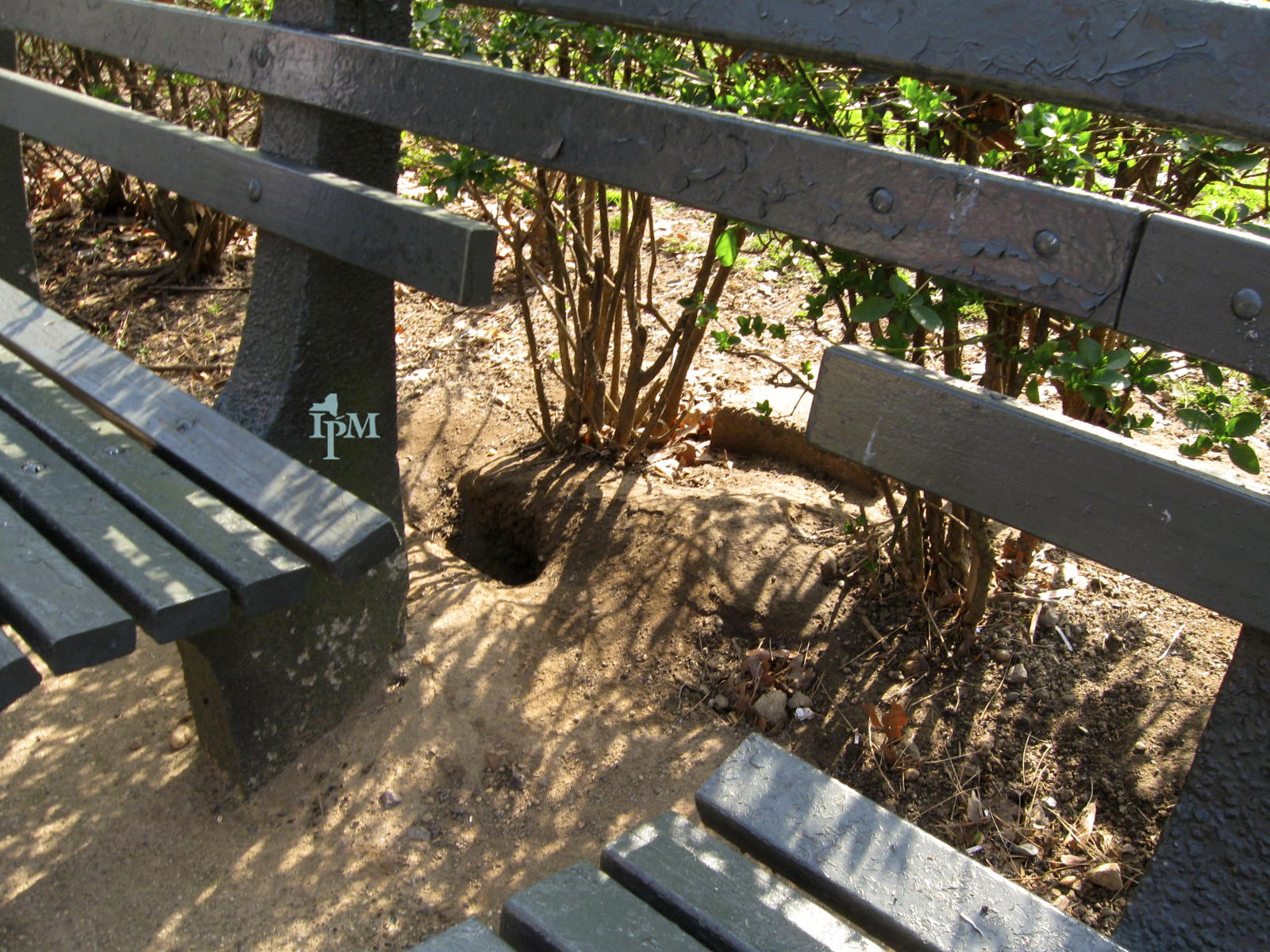 A rat burrow opening in bare soil under shrubs beside park benches