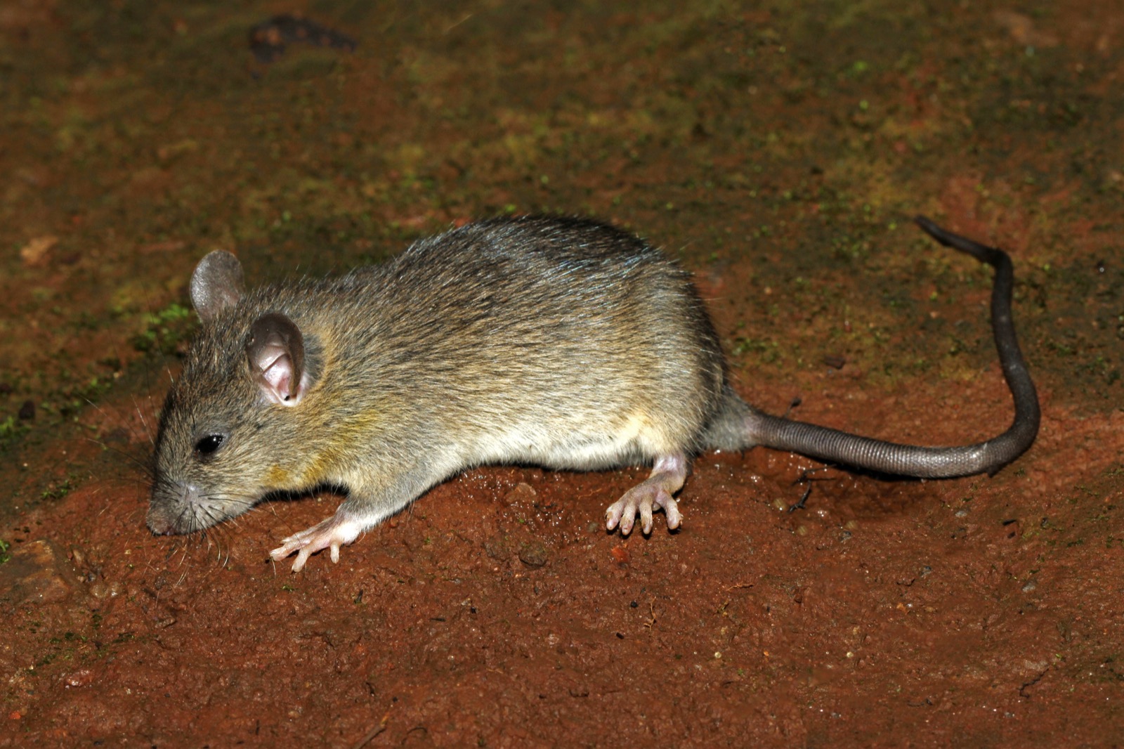 A roof rat on bare red earth, showing its large ears, pointed nose and long tail