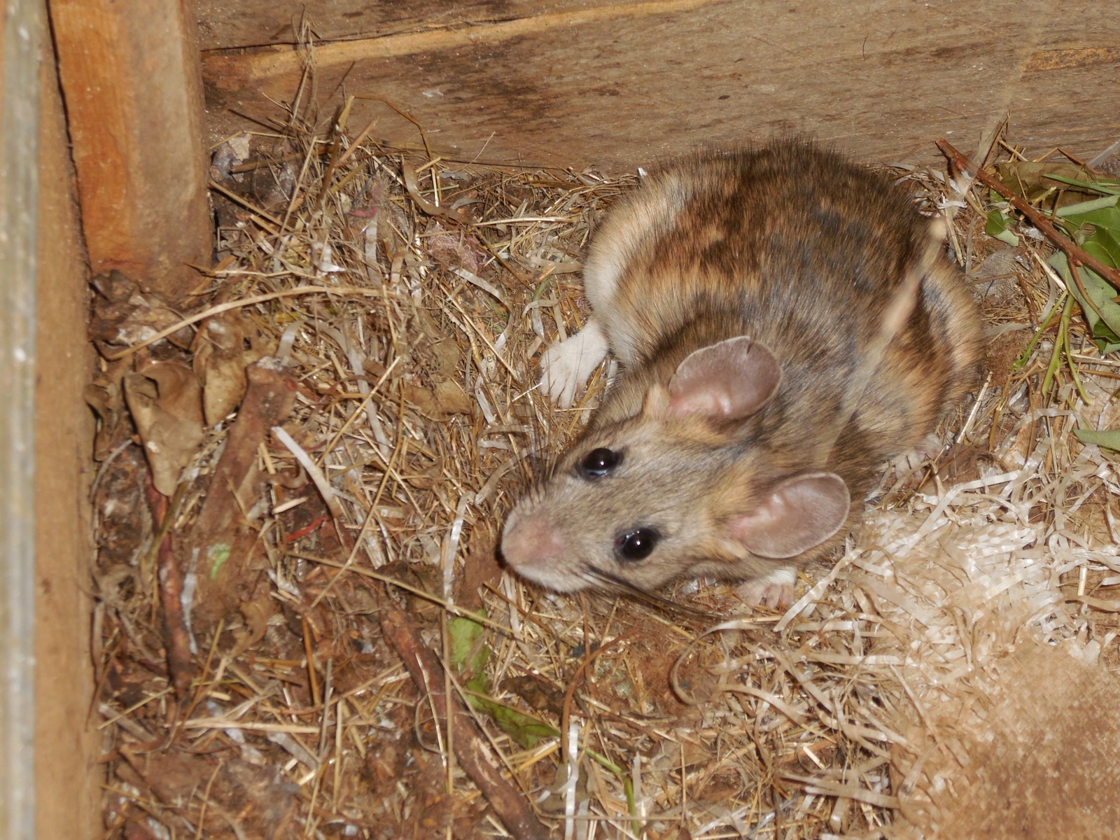 A woodrat sitting in a nest of straw and shredded paper inside a wooden structure