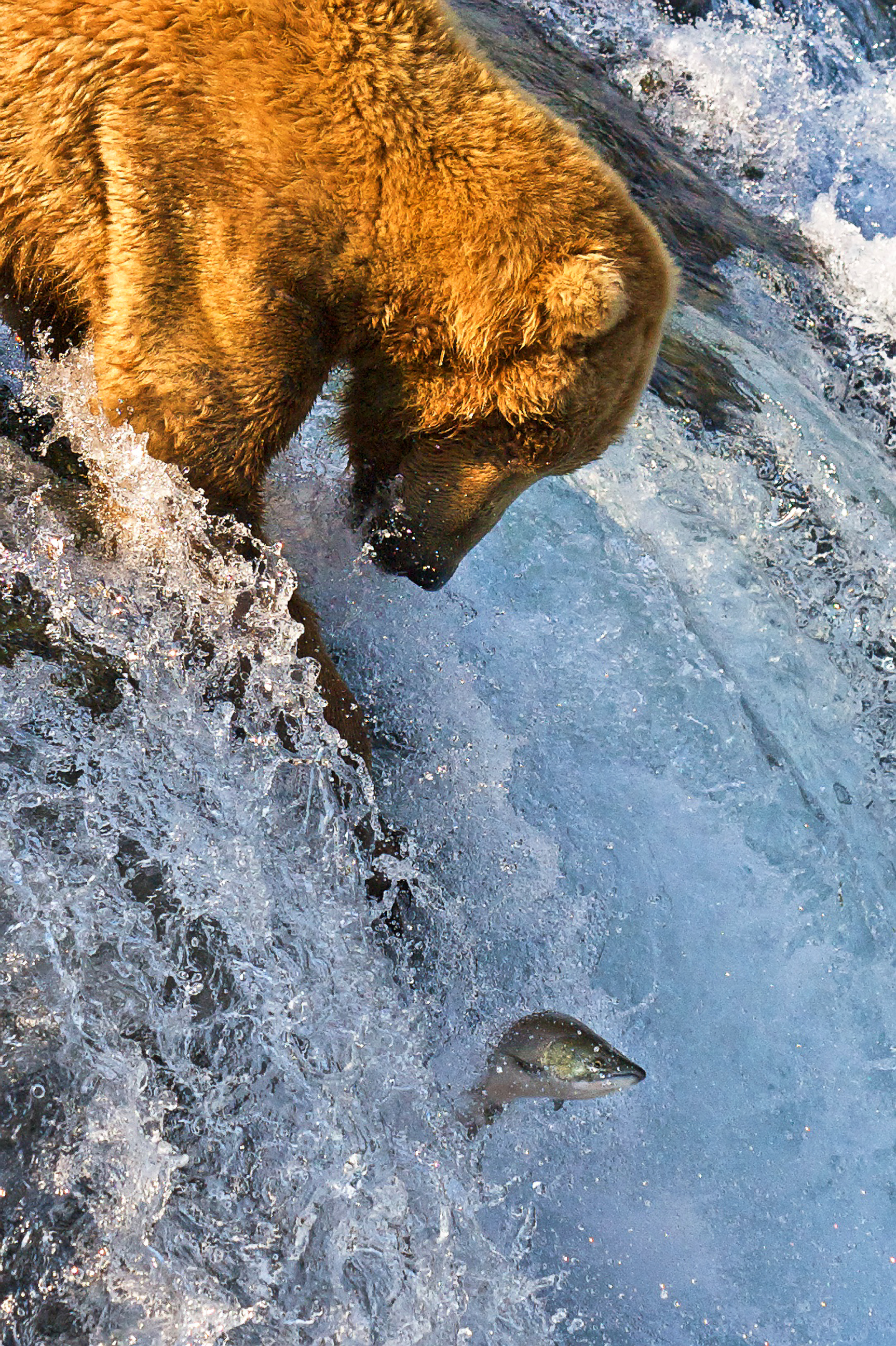 A brown bear leaning out over the lip of a waterfall with a salmon leaping clear of the white water below it