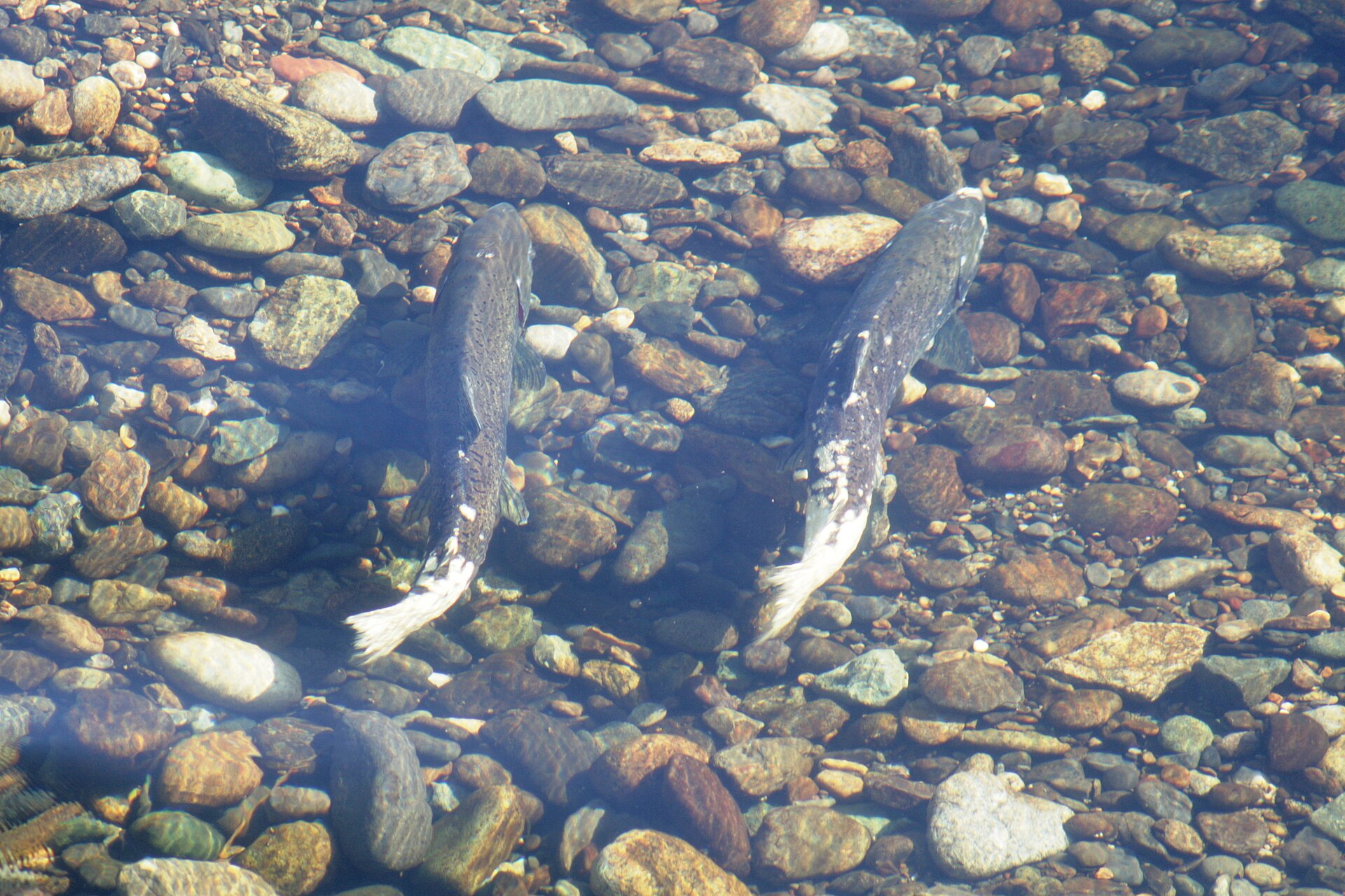 Two large dark salmon seen from above, holding side by side in shallow clear water over pale river cobble