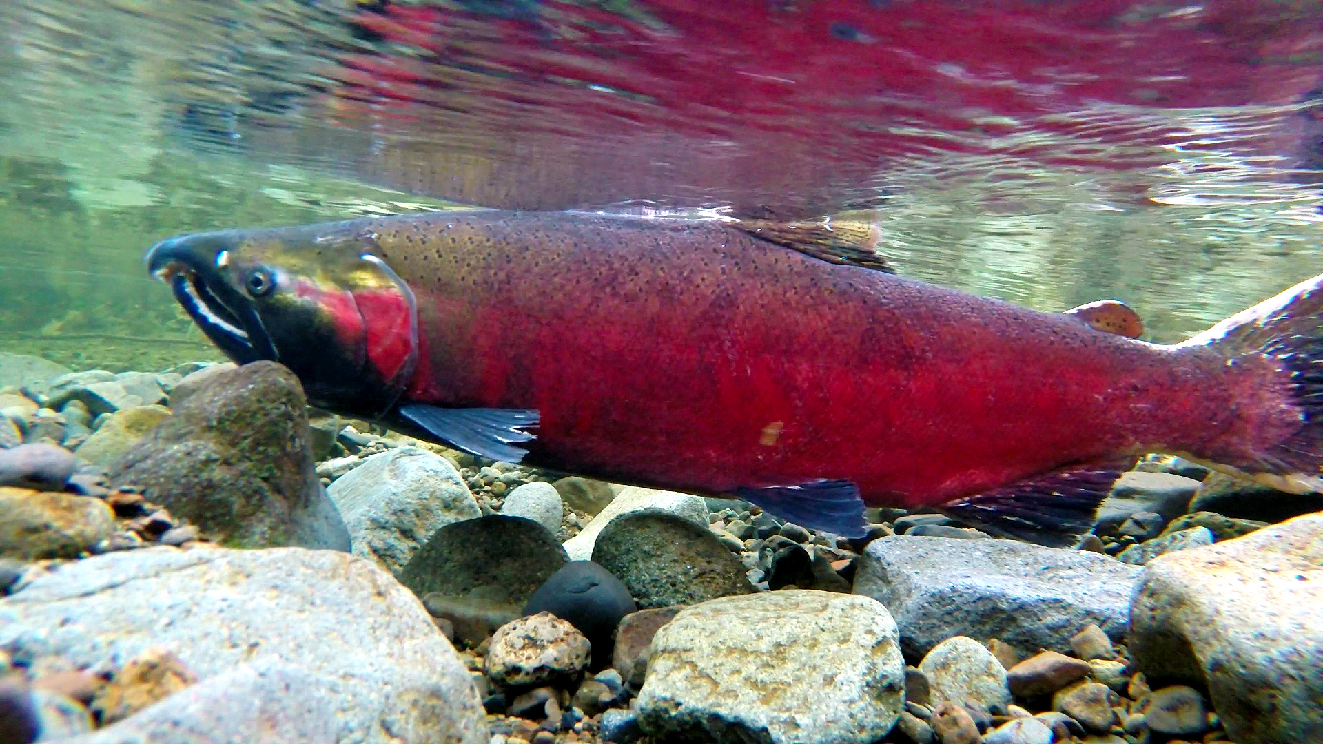 A dark coho salmon holding position over pale spawning gravel in clear shallow water