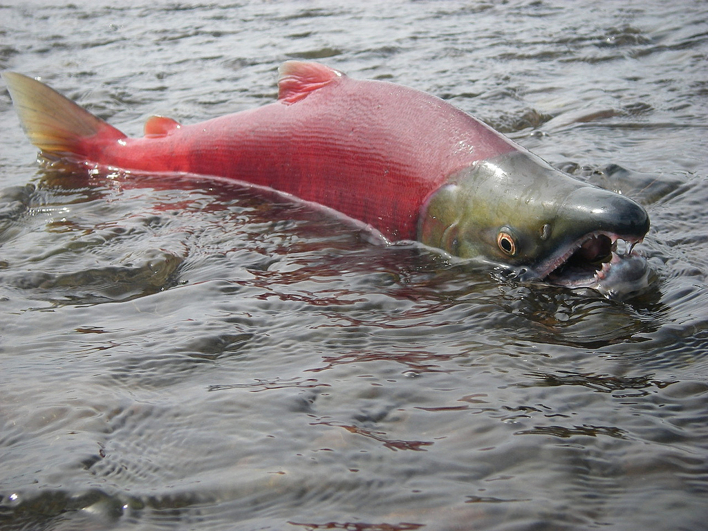 Bright red sockeye salmon with green heads packed together in shallow river water
