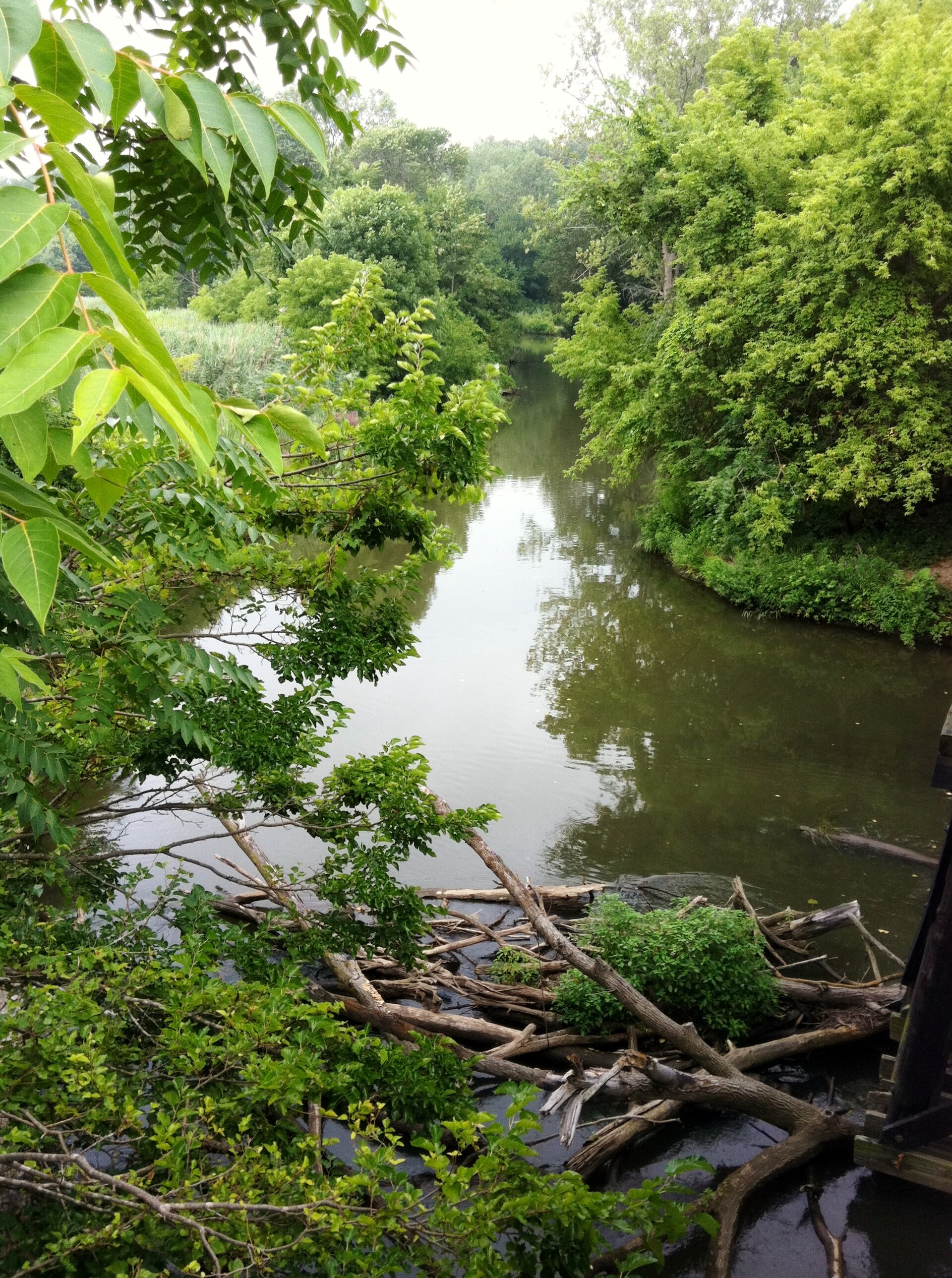A slow green creek in summer running between dense leafy banks, with a tangle of fallen logs across the near end