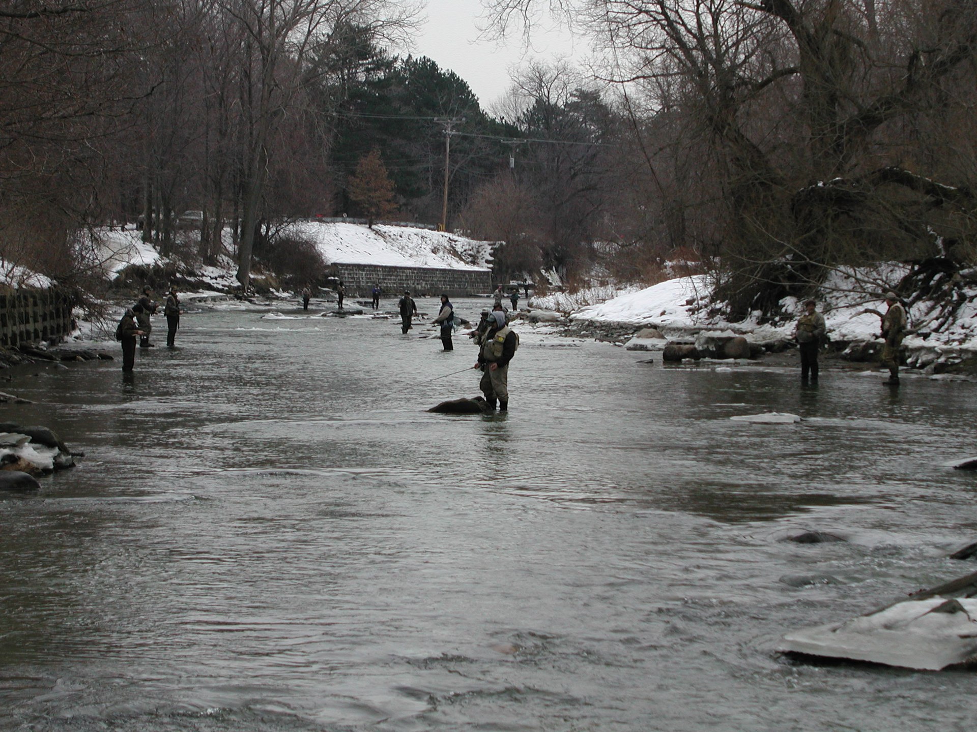 A dozen anglers standing spaced out in a shallow creek in winter, with snow on both banks and bare trees behind