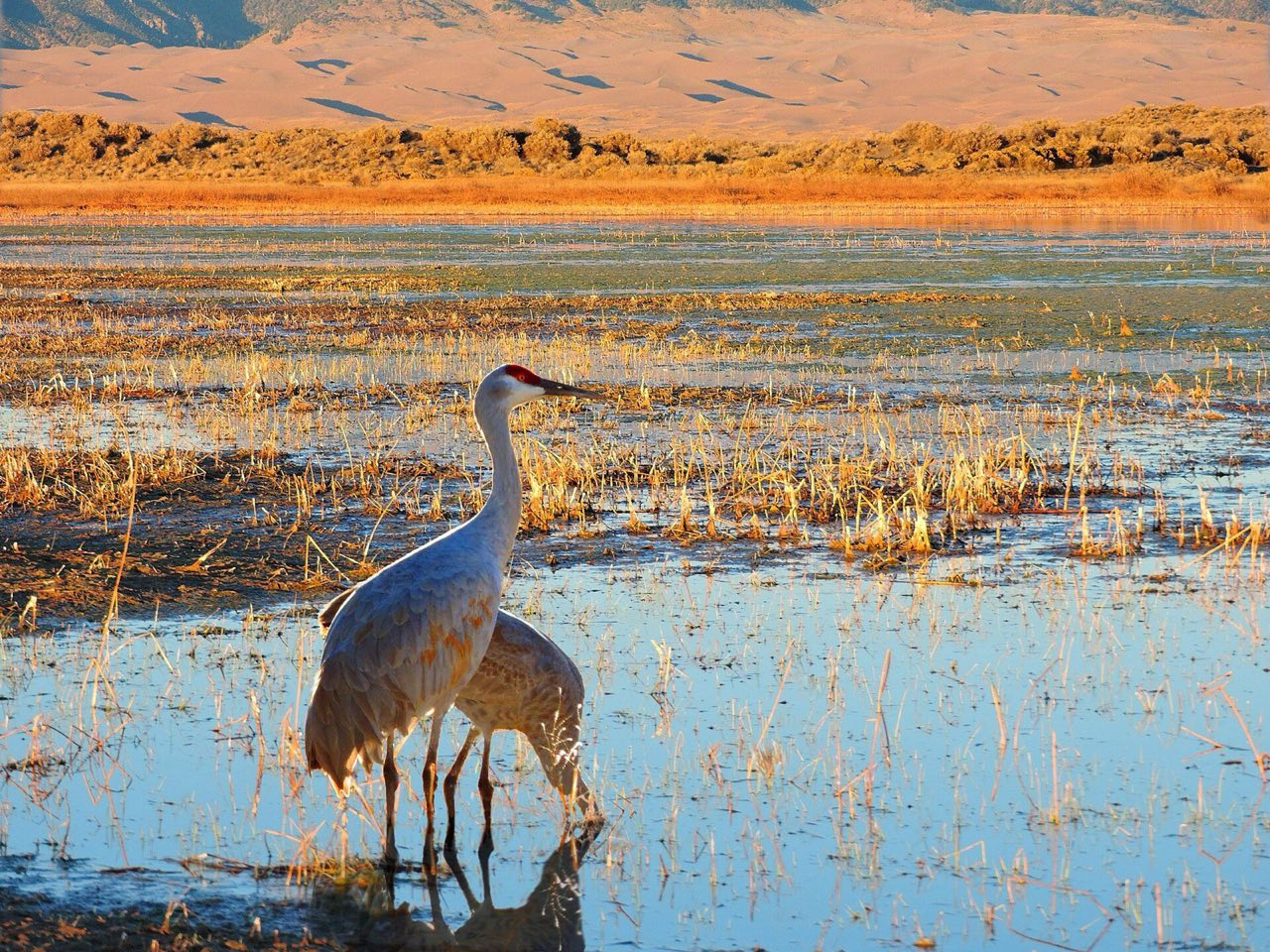 Two sandhill cranes wading in a shallow marsh in low gold light, one with its red crown raised and one feeding, sand dunes and mountains behind